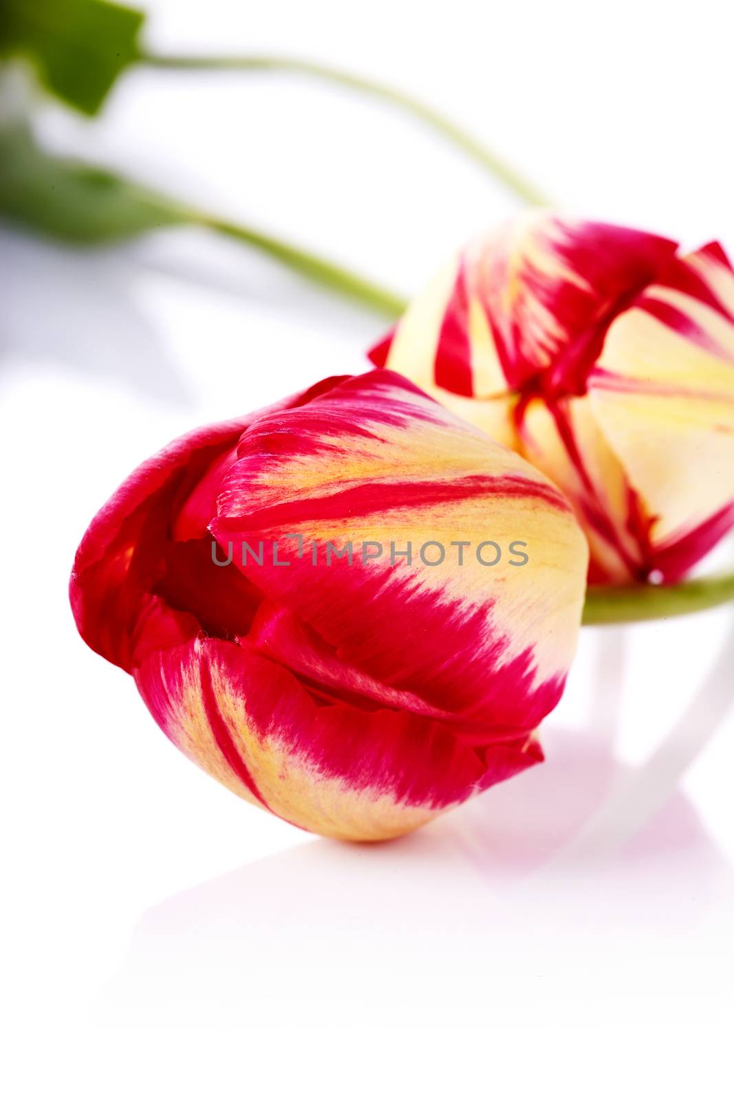 Two flowers tulips. by Azaliya