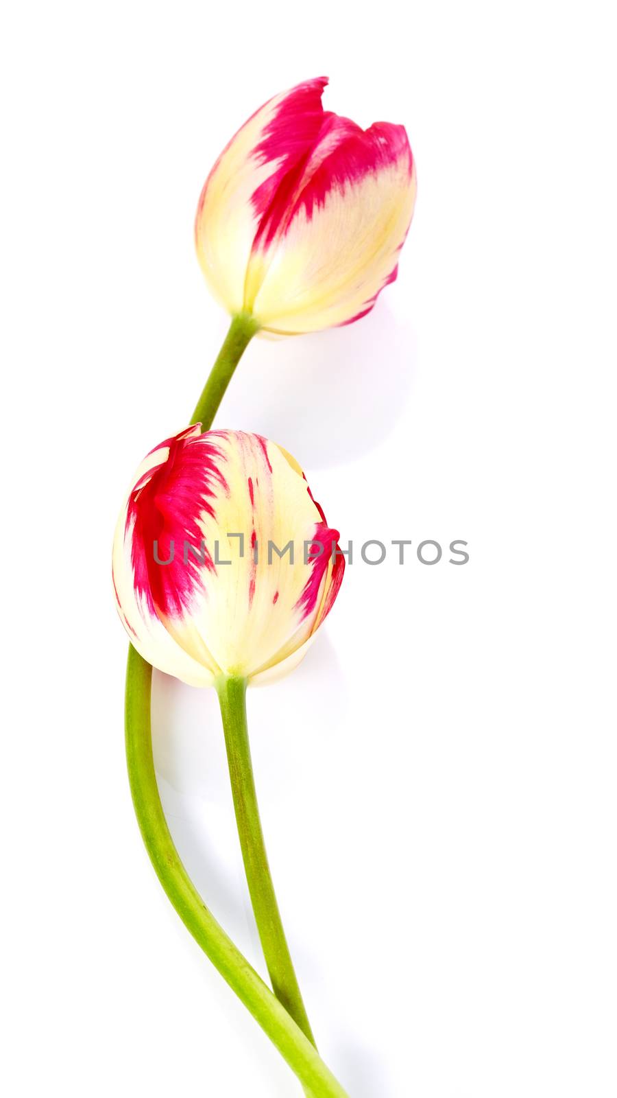 Two tulips. Spring flowers. Motley tulips. Red and yellow tulips.