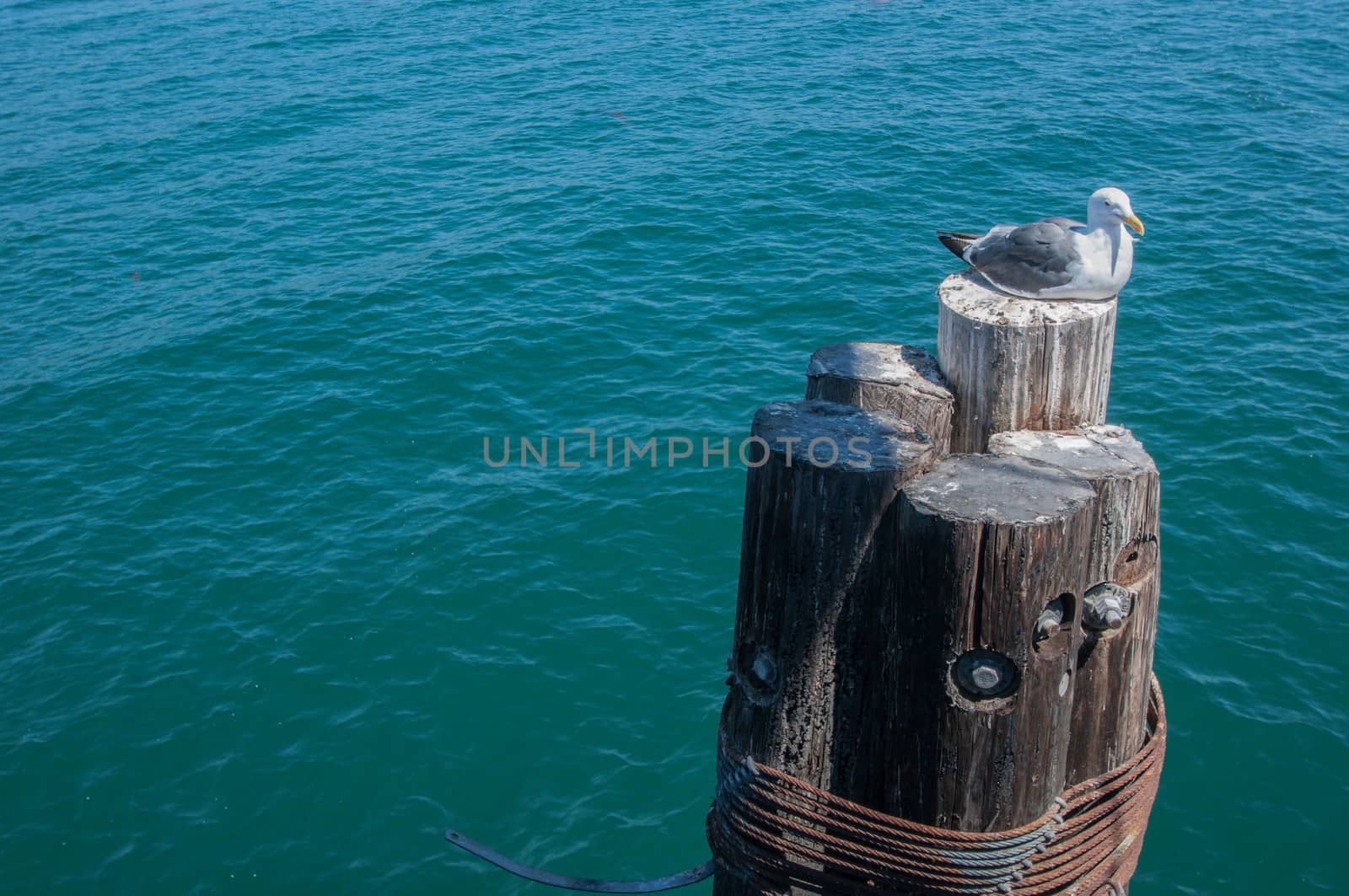 Gull Santa Babara Highway 1 by weltreisendertj