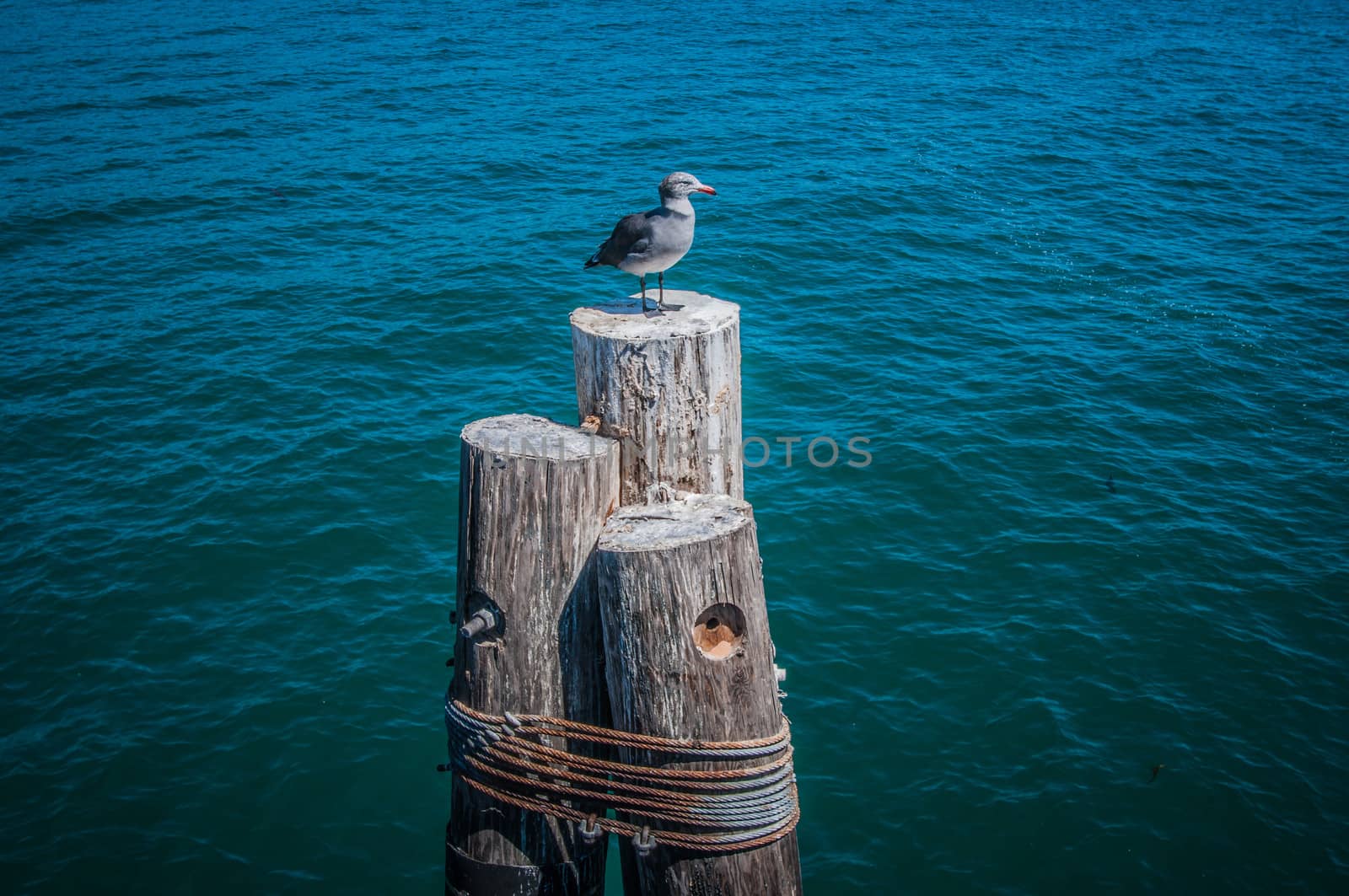 Gull Santa Babara Highway 1 2013 by weltreisendertj