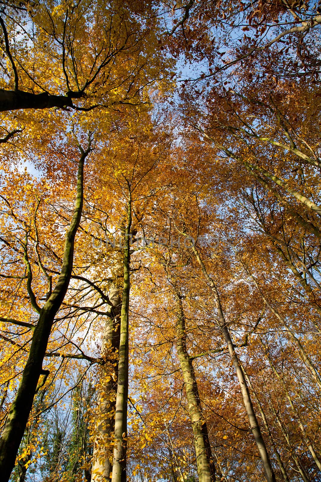 Autumn Forest - 03 by Kartouchken