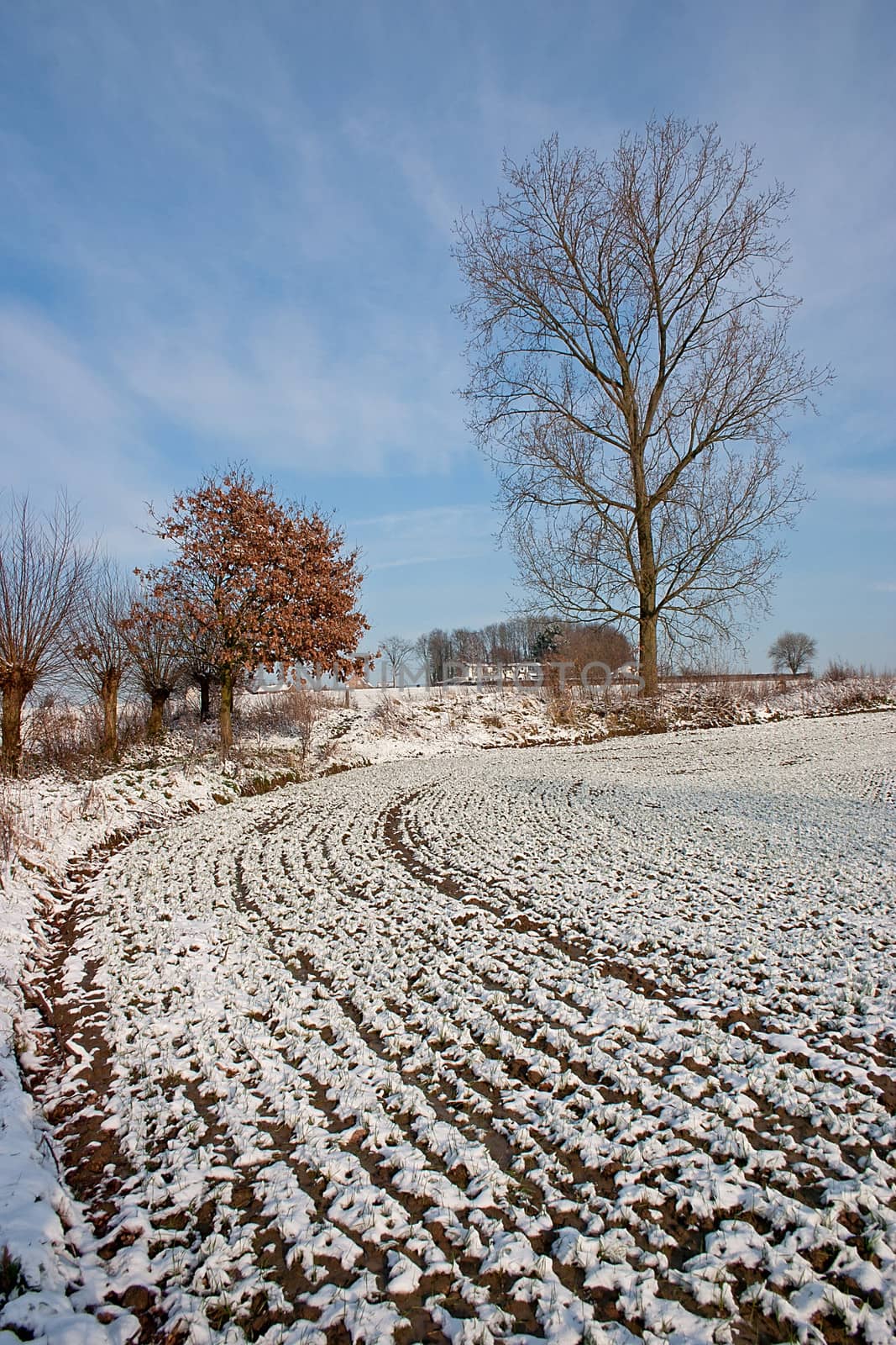 Beautiful winter landscape with snow covered meadows and trees