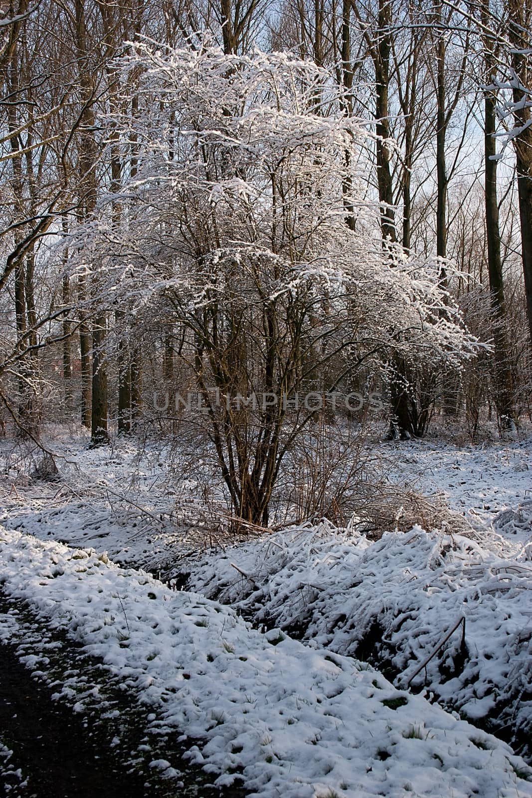Winter Landscape - 07 by Kartouchken