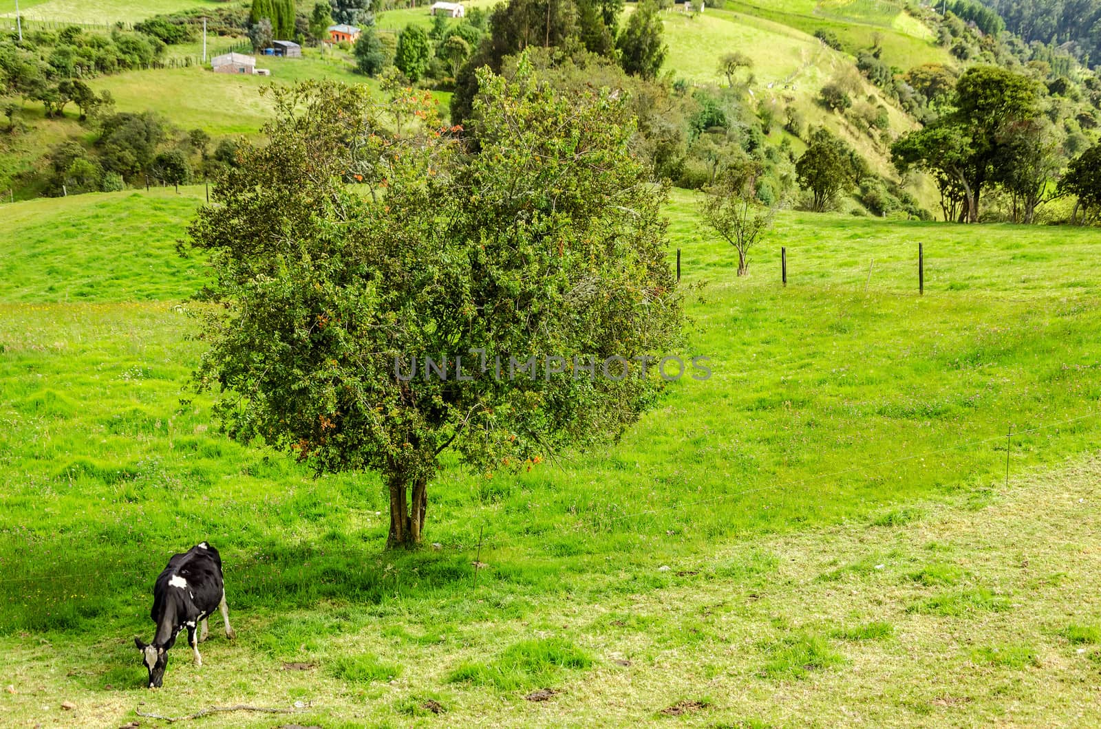 A lone cow and tree in the Colombian countryside in Cundinamarca, Colombia