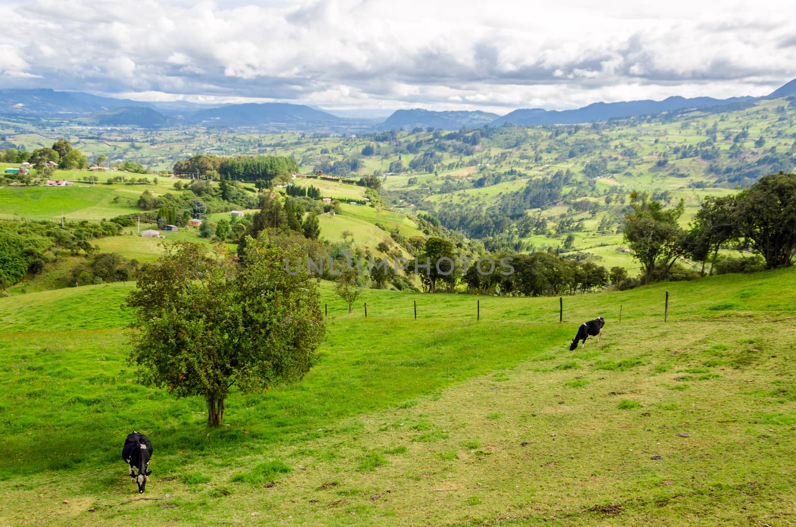 Landscape of Colombian countryside with cows in Cundinamarca, Colombia