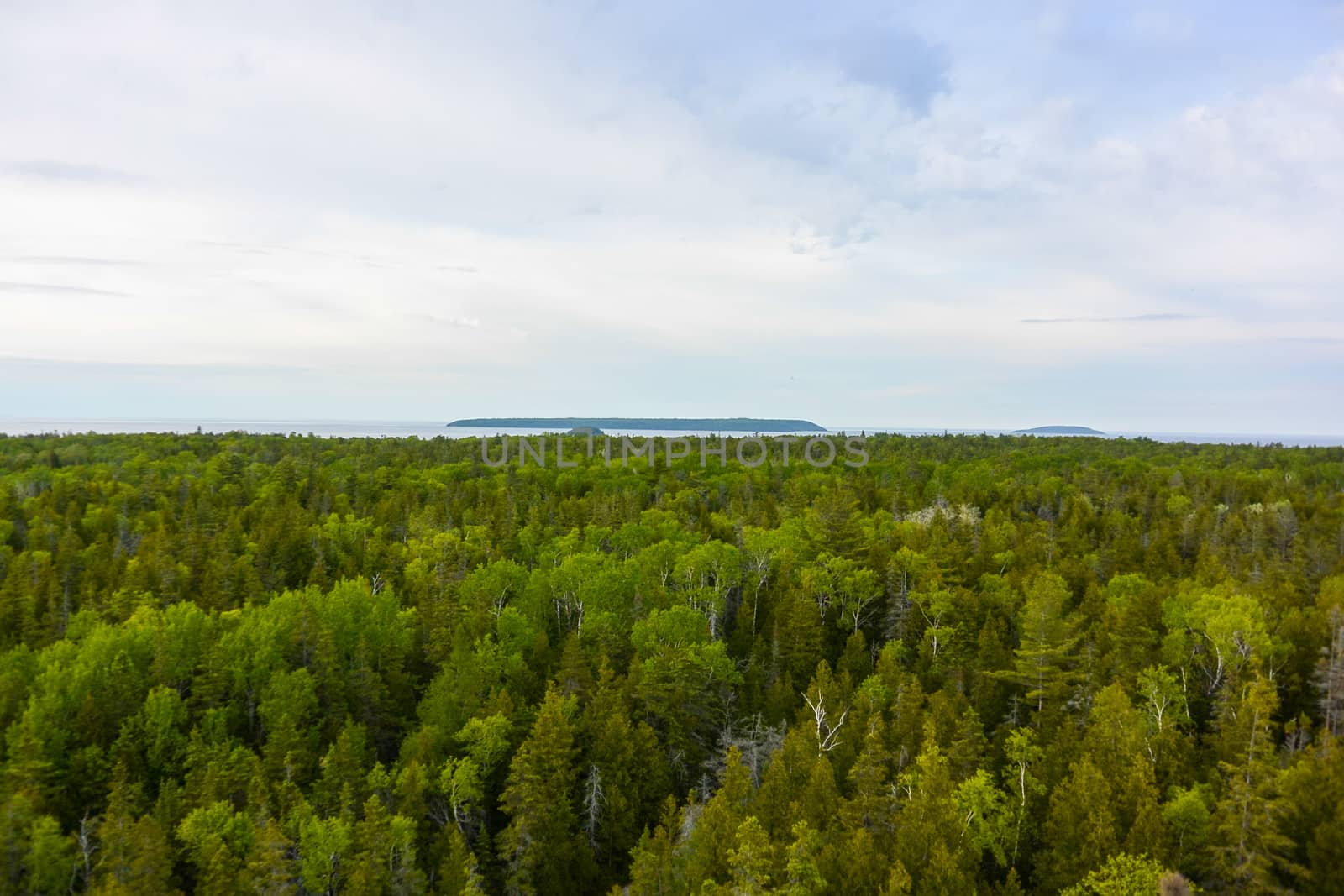 Spring landscape with forest by IVYPHOTOS