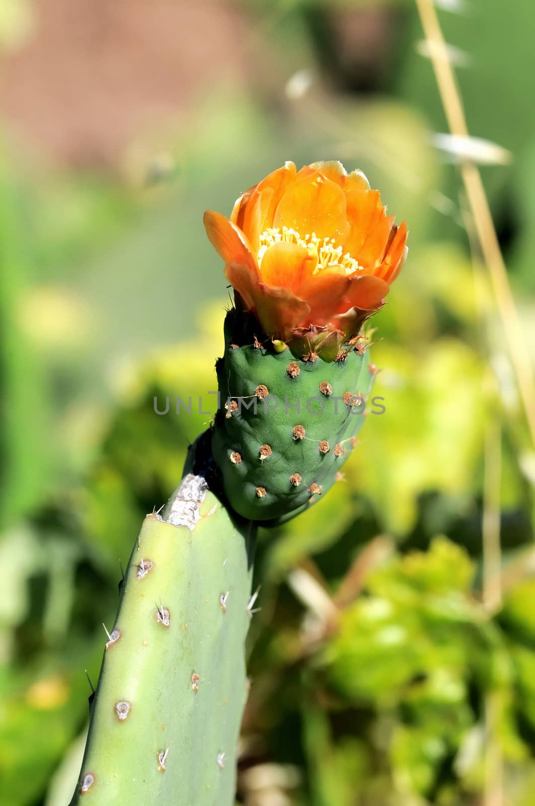 Cactus Flower by underworld