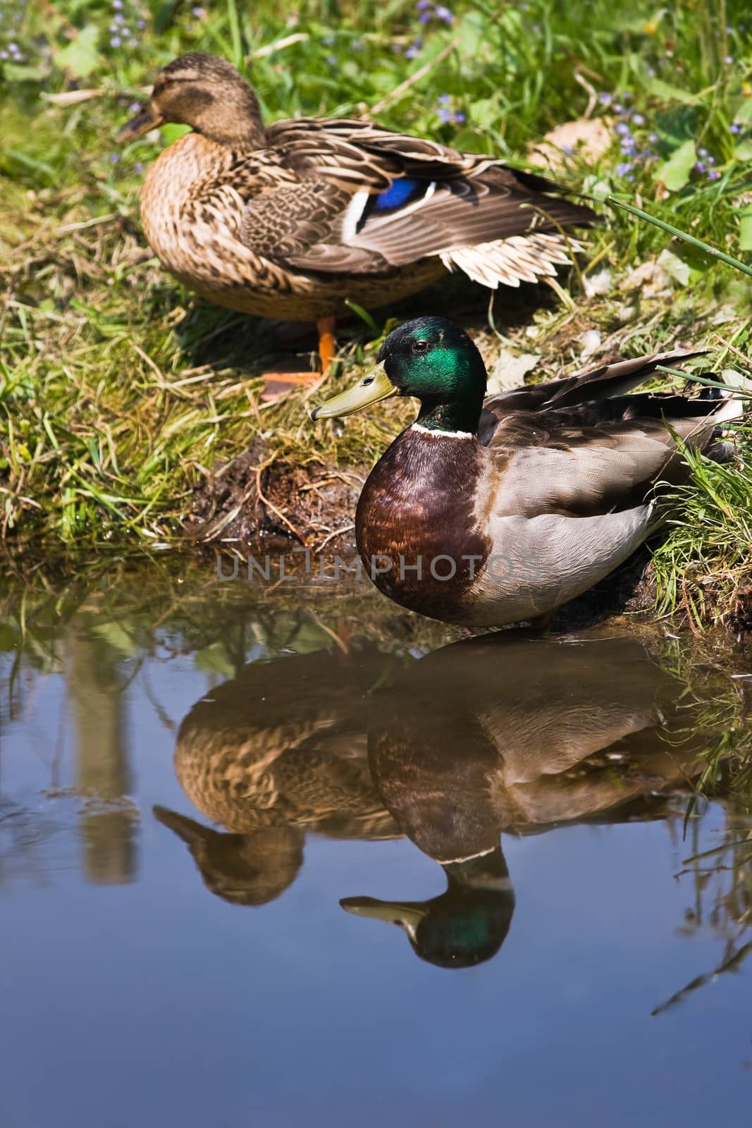 Couple of Mallards or Wild ducks at the waterside - vertical with reflection