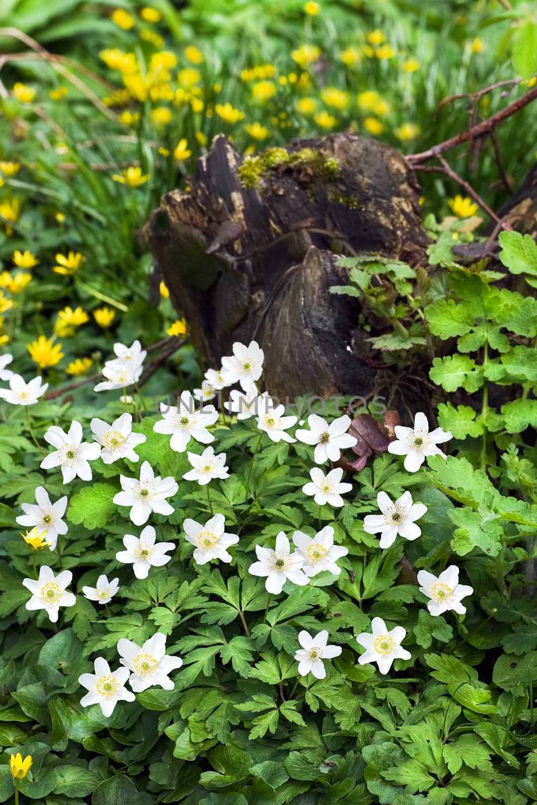 Wood Anemone en Lesser Celandine flowers in spring by Colette