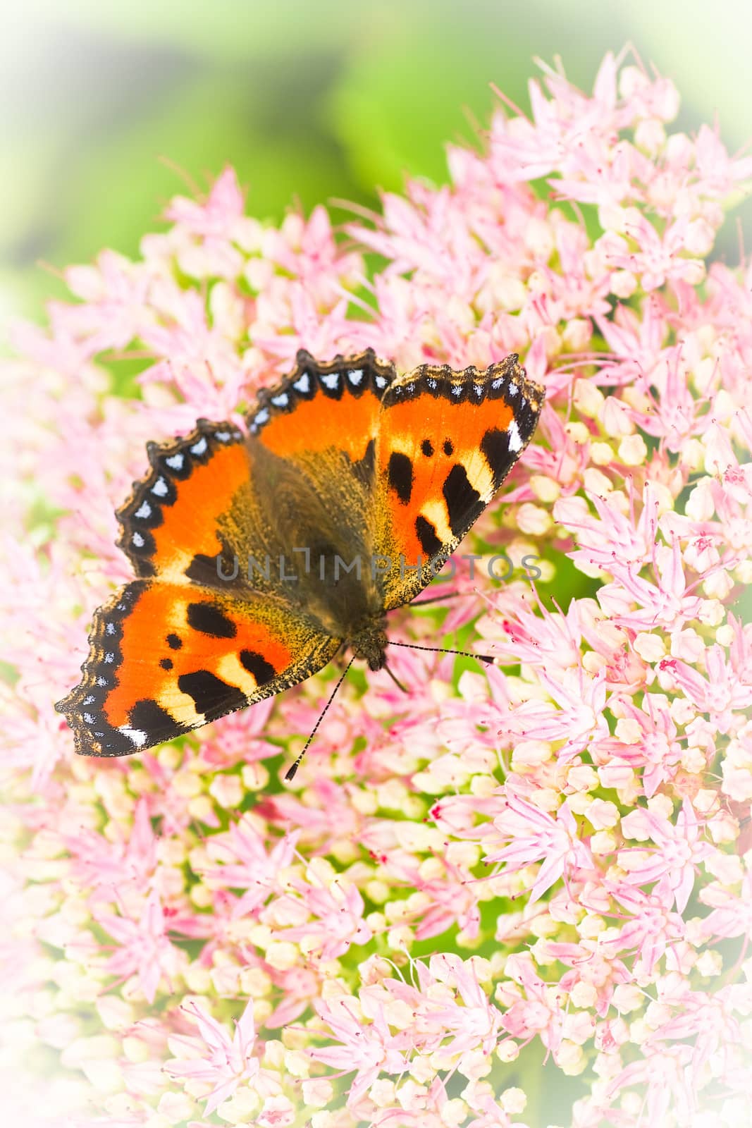 Small tortoiseshell butterfly or Aglais urticae on Sedum flowers by Colette