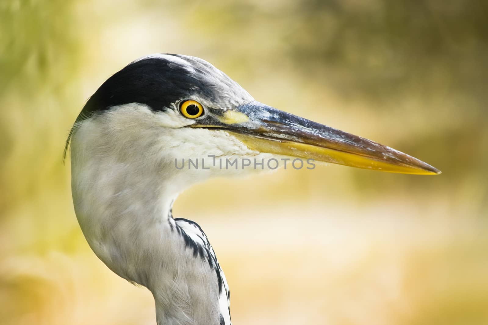 Grey heron head in side angle view with just swallowed fish and sunny autumn background