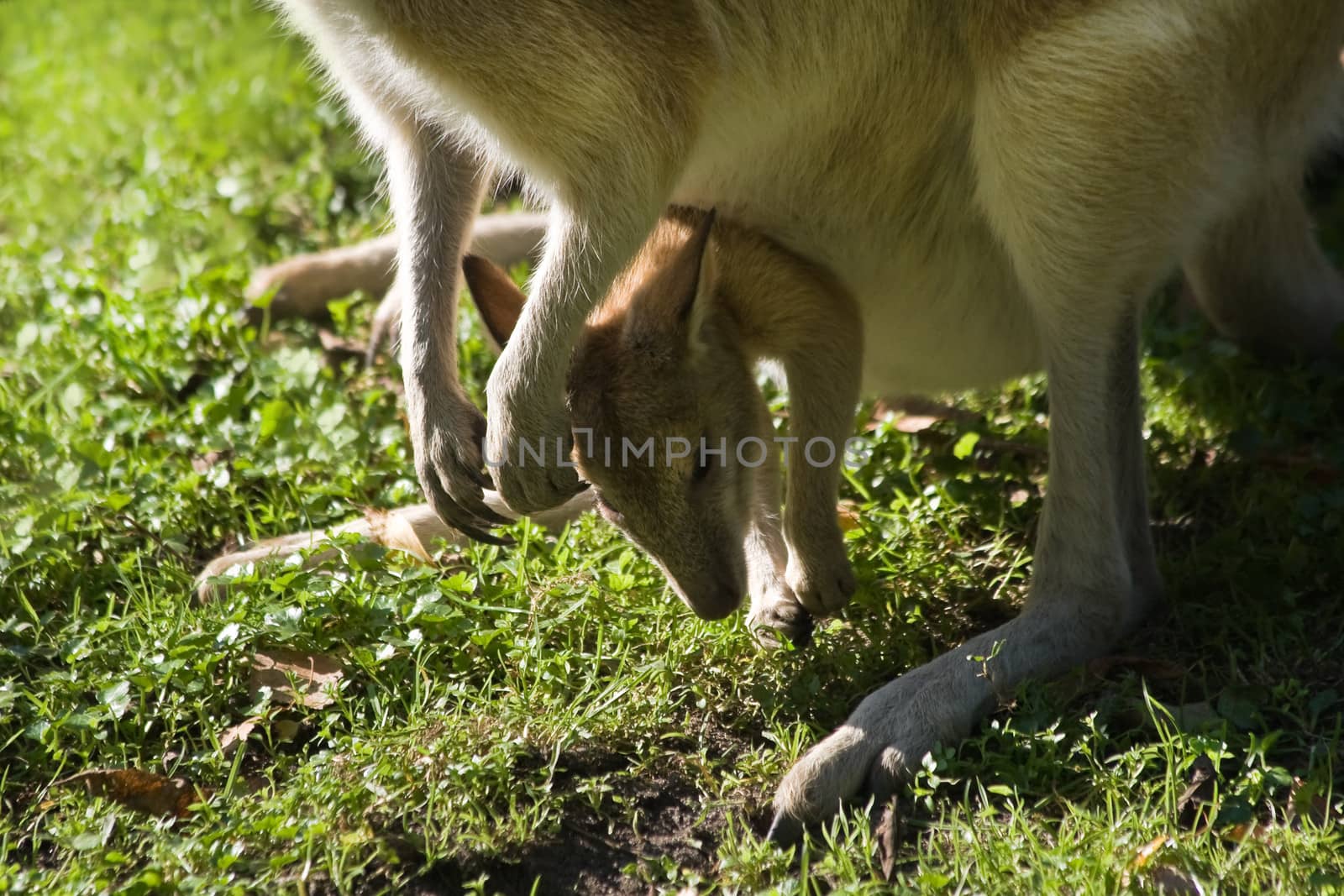 Female wallaby with joey in puch on grass in close view