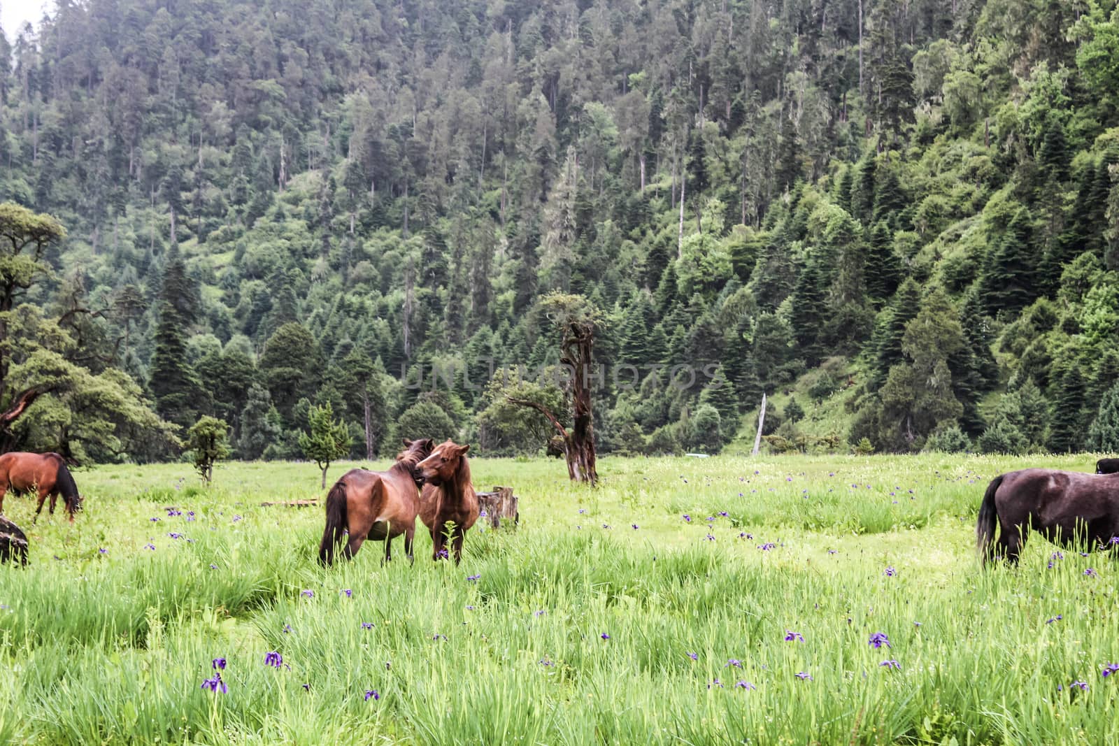 Horses and cowes in grass field by IVYPHOTOS