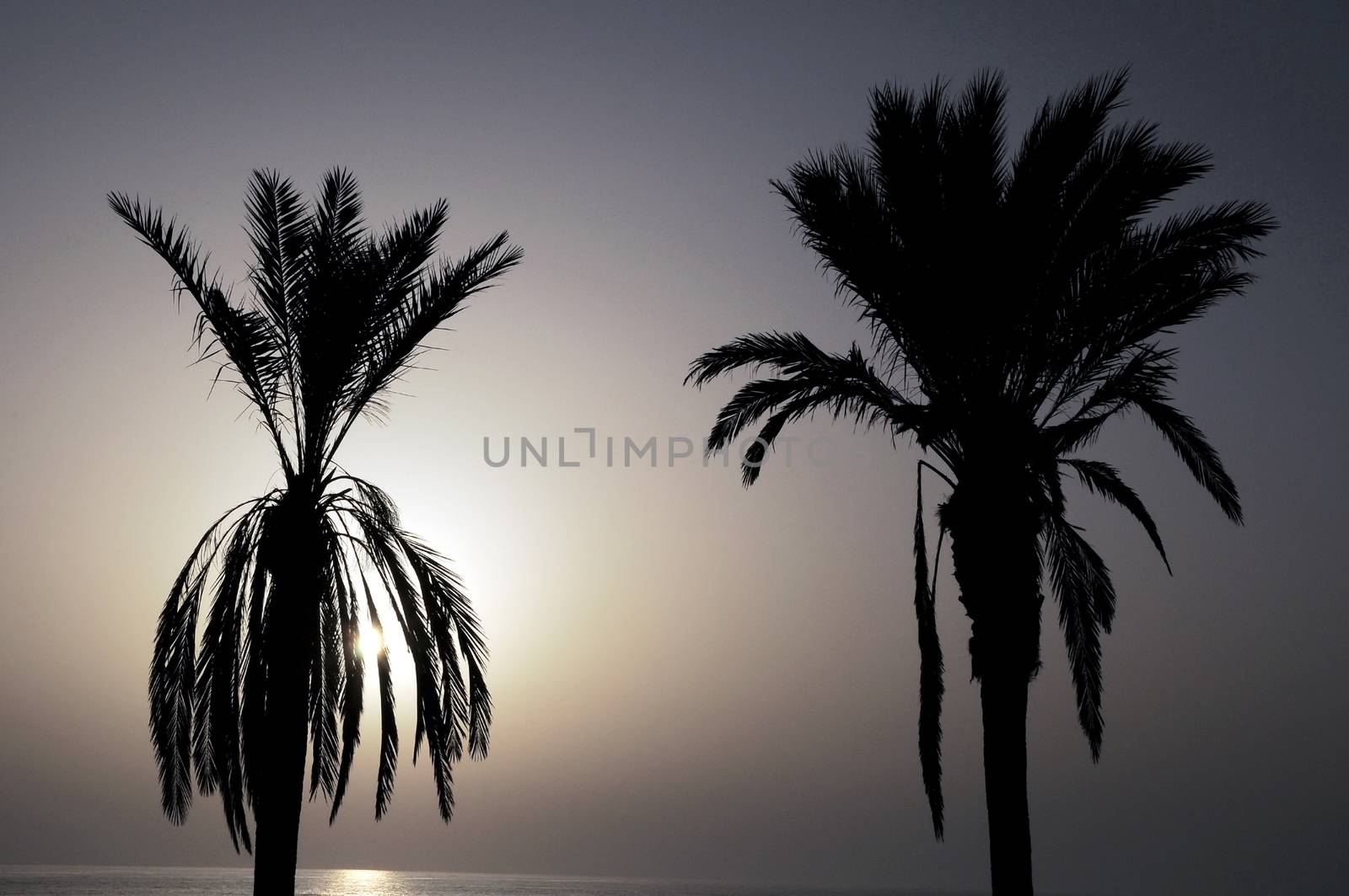 Silhouetted Palm by underworld
