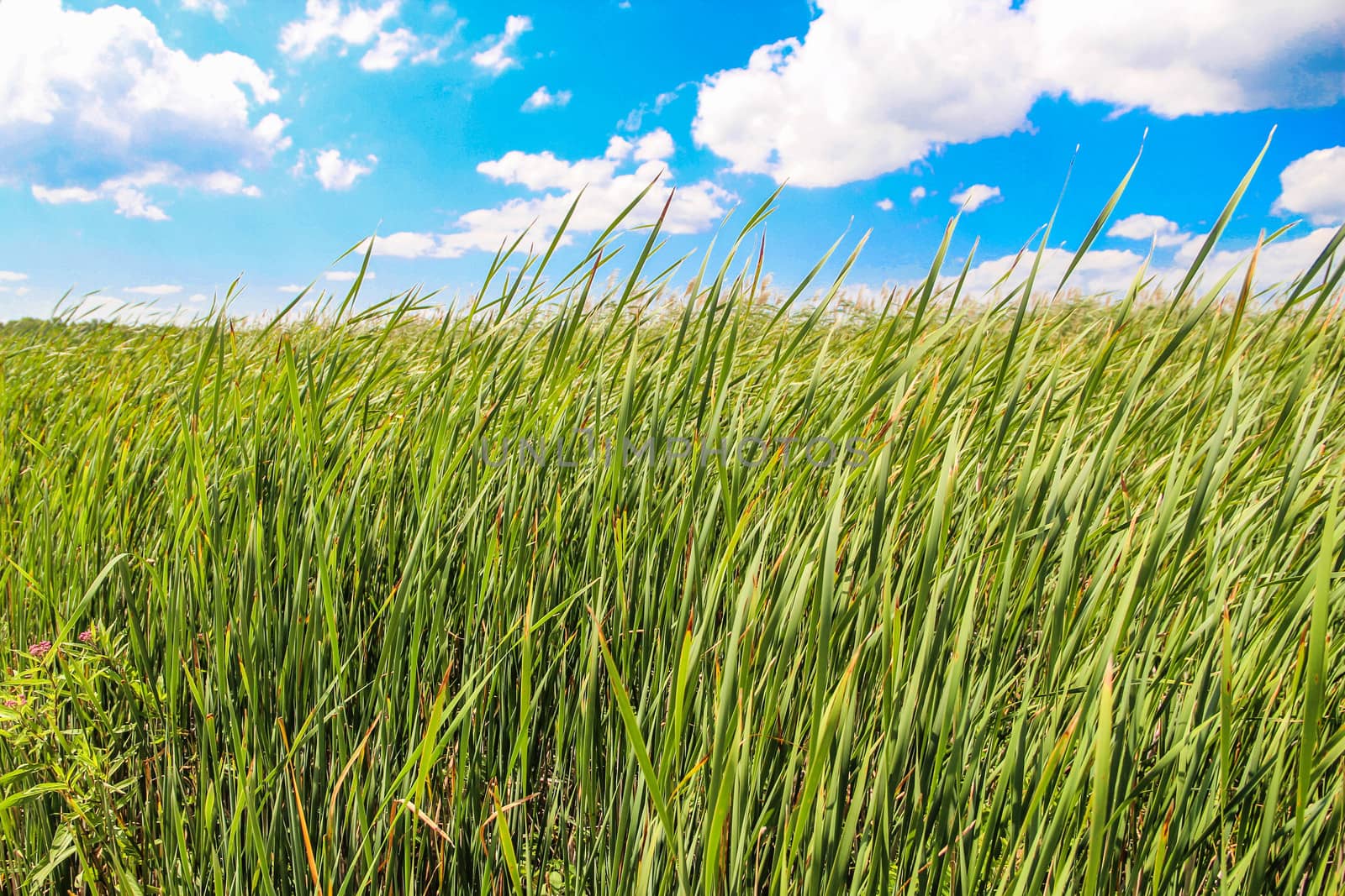 Field of grass during summer day by IVYPHOTOS