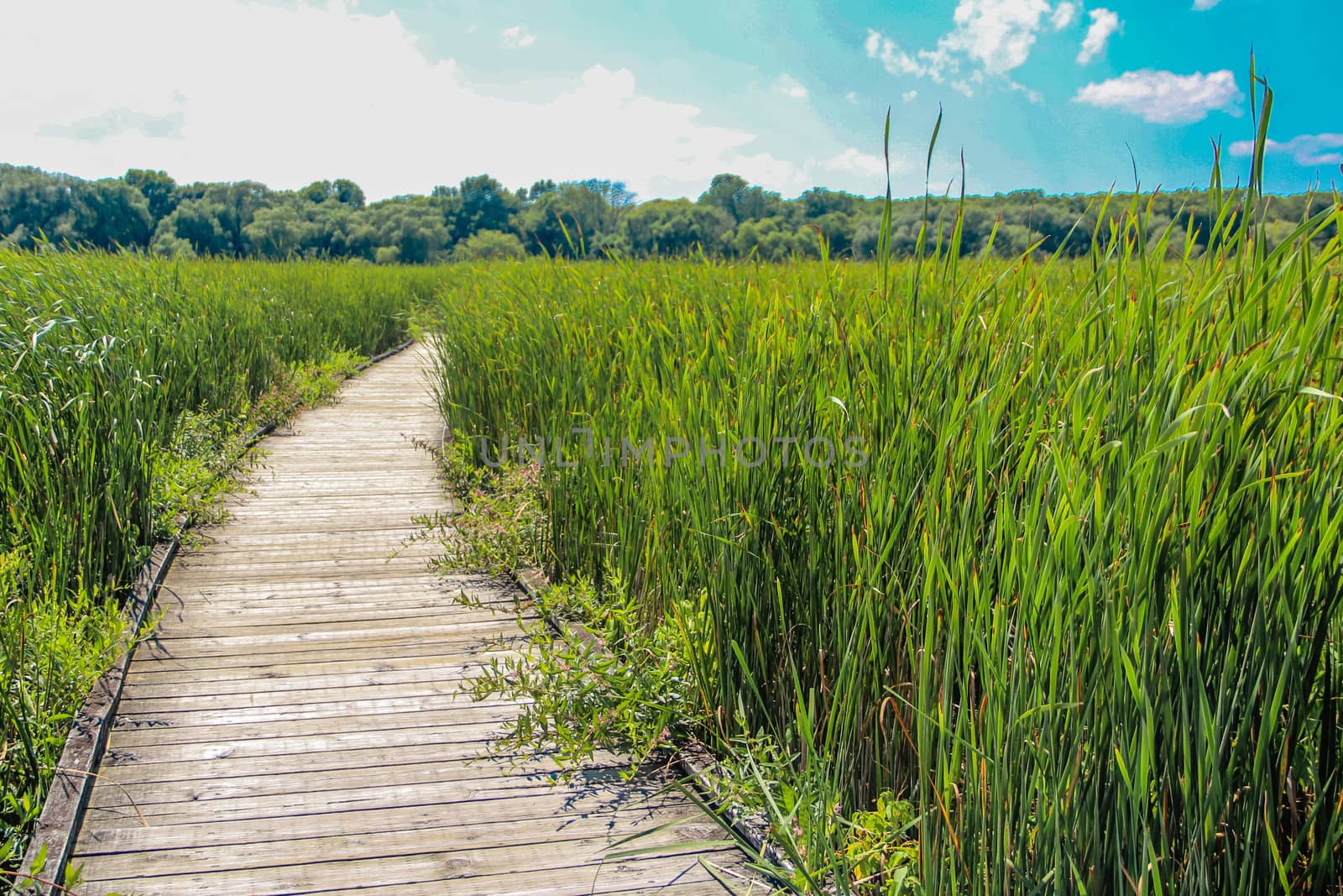 Wooden walk way in middle of a grass field during a sunny summer day 
