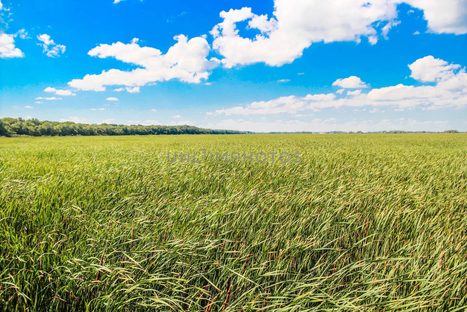 Field of grass during summer day by IVYPHOTOS