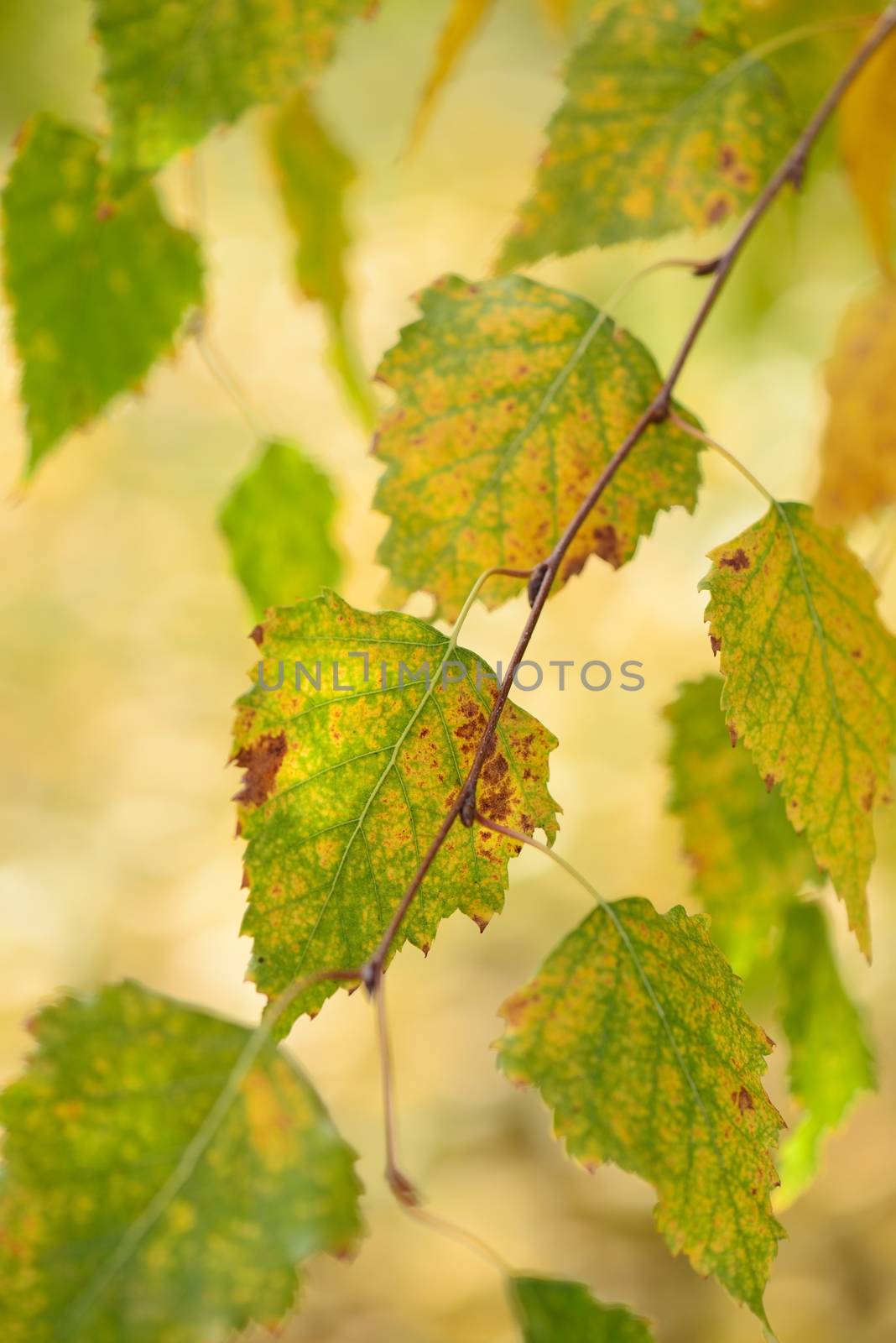 Birch tree branches with colorful autumn leaves