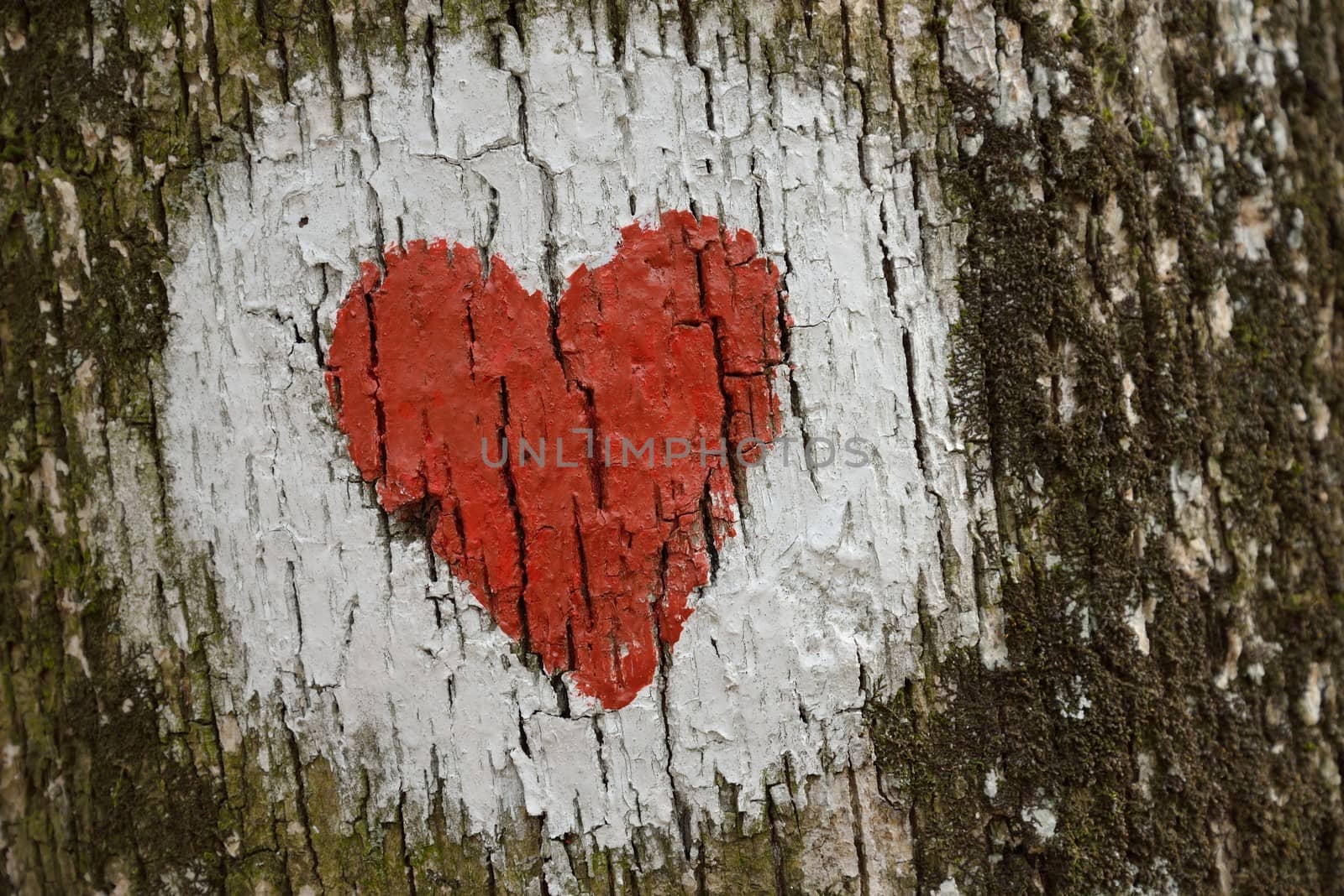 Love heart painted on the bark of a tree