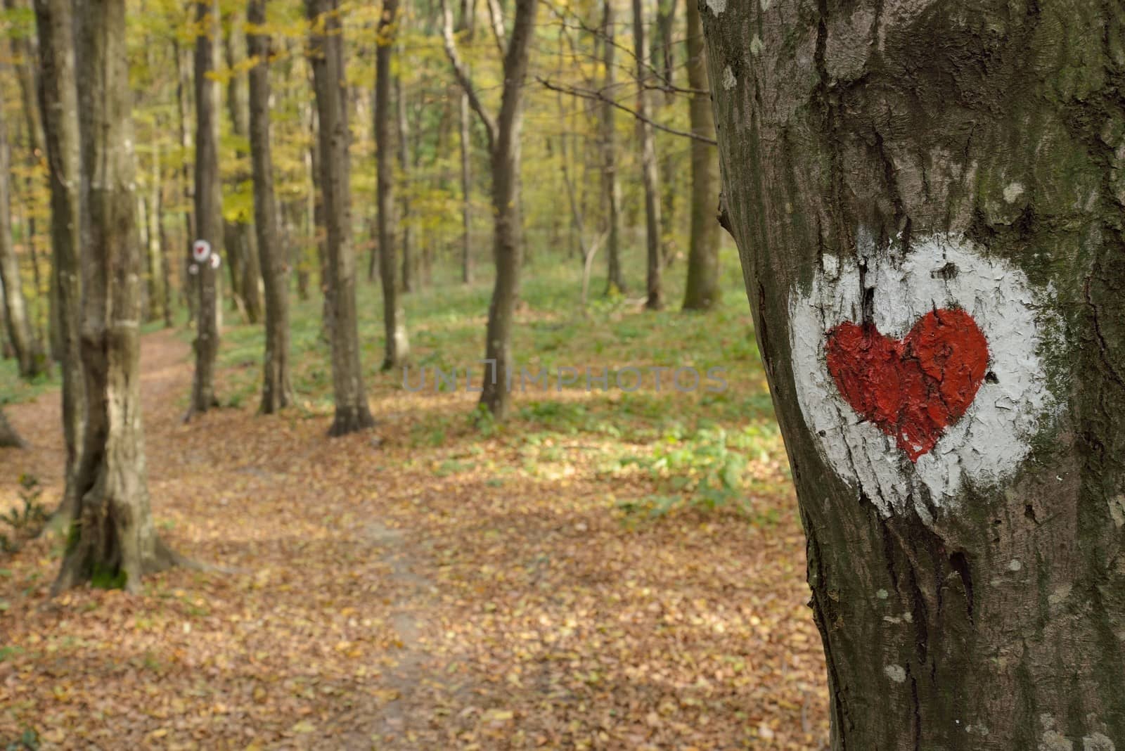 Love heart painted on the bark of a tree in forest