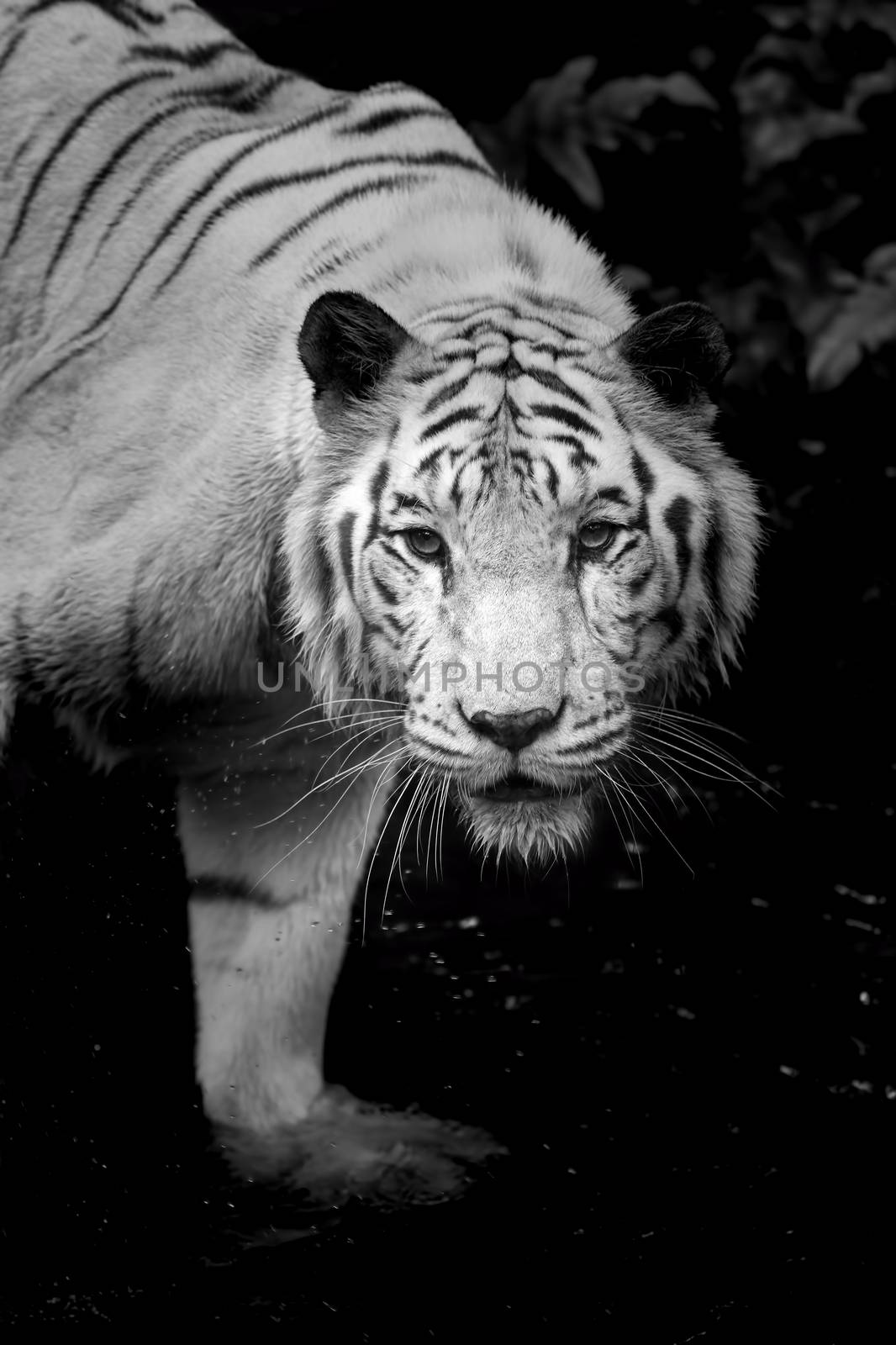 Black and white portrait of a White Tiger