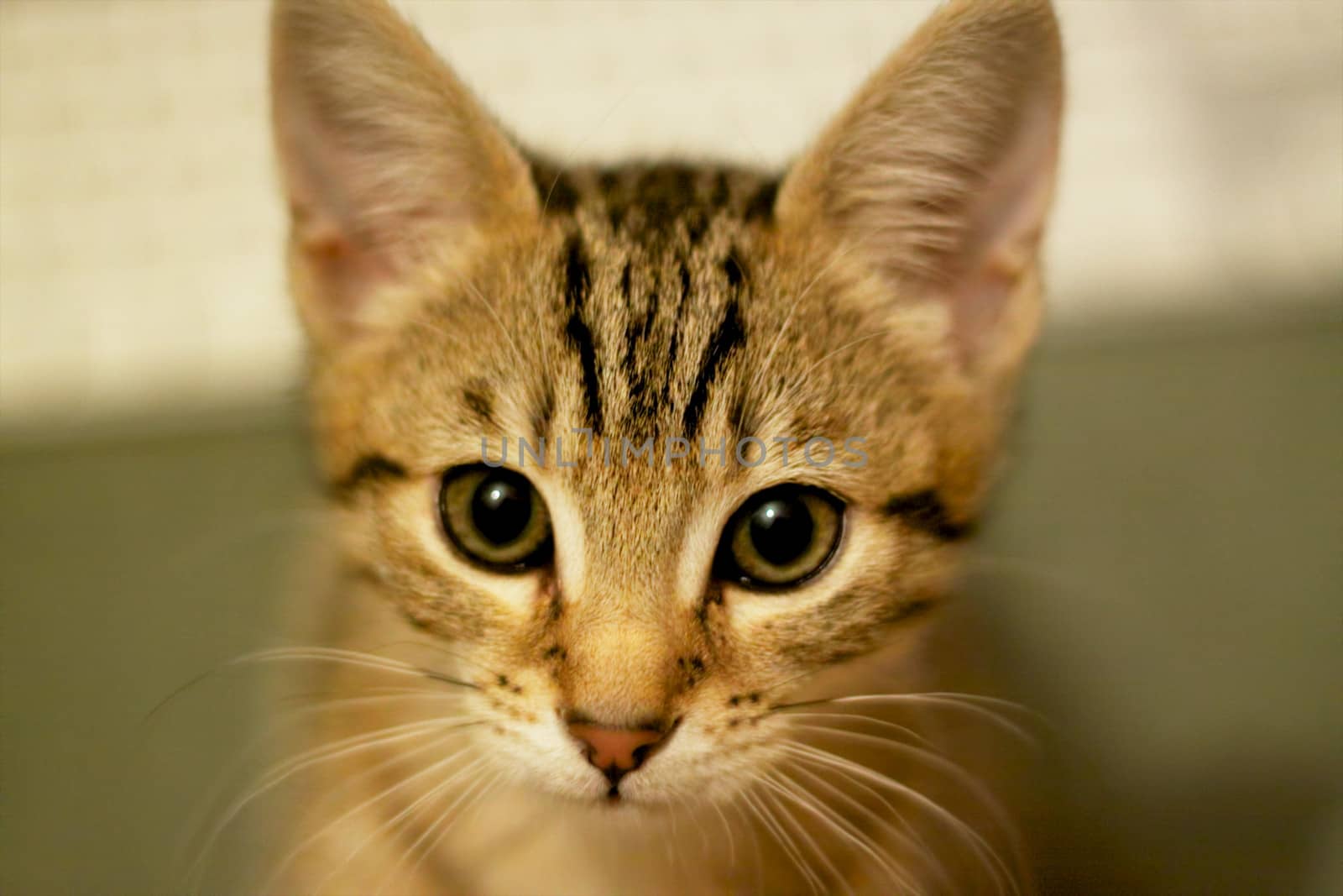 Cute young kitten with big eyes