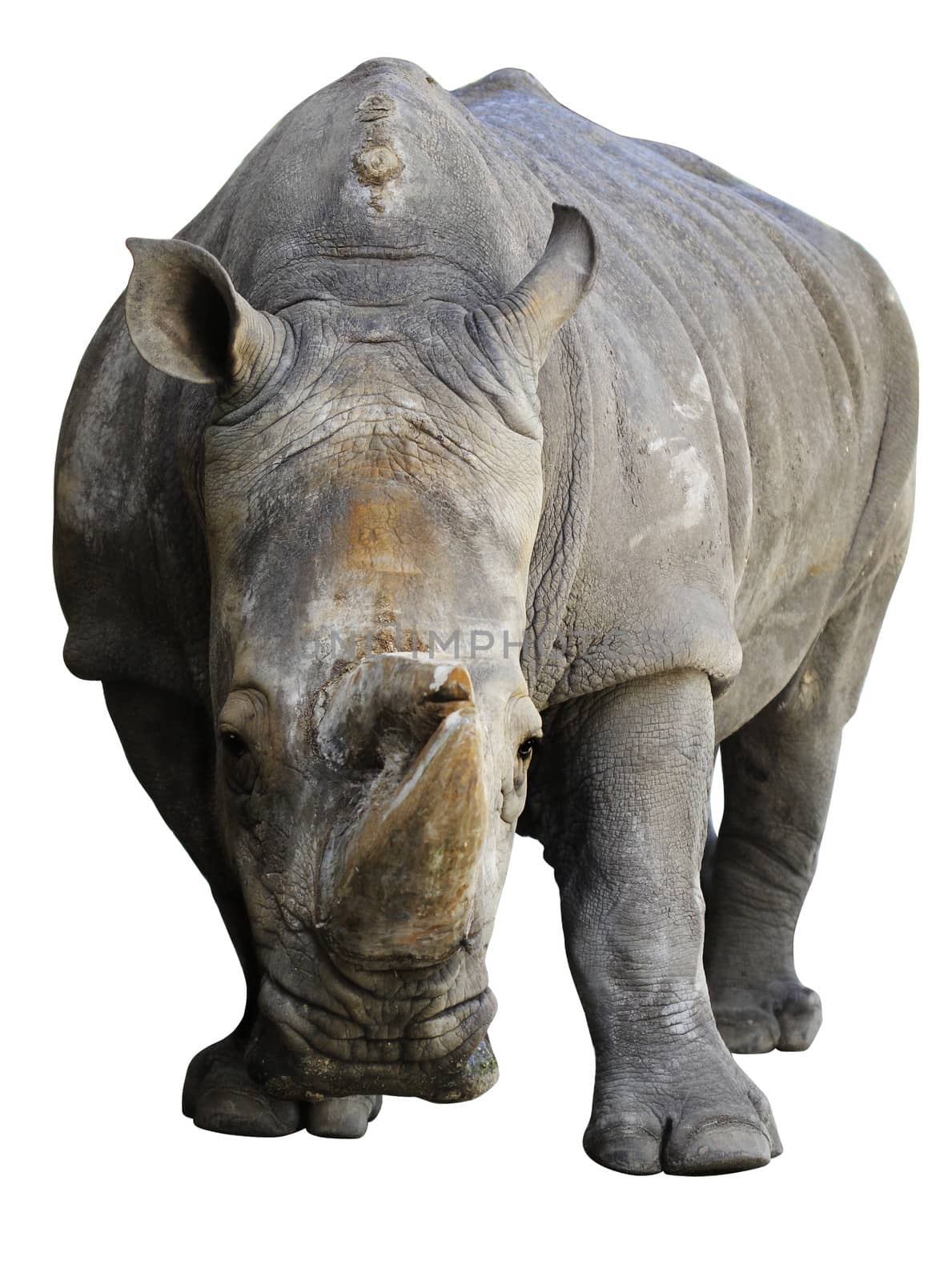 Rhino isolated over white