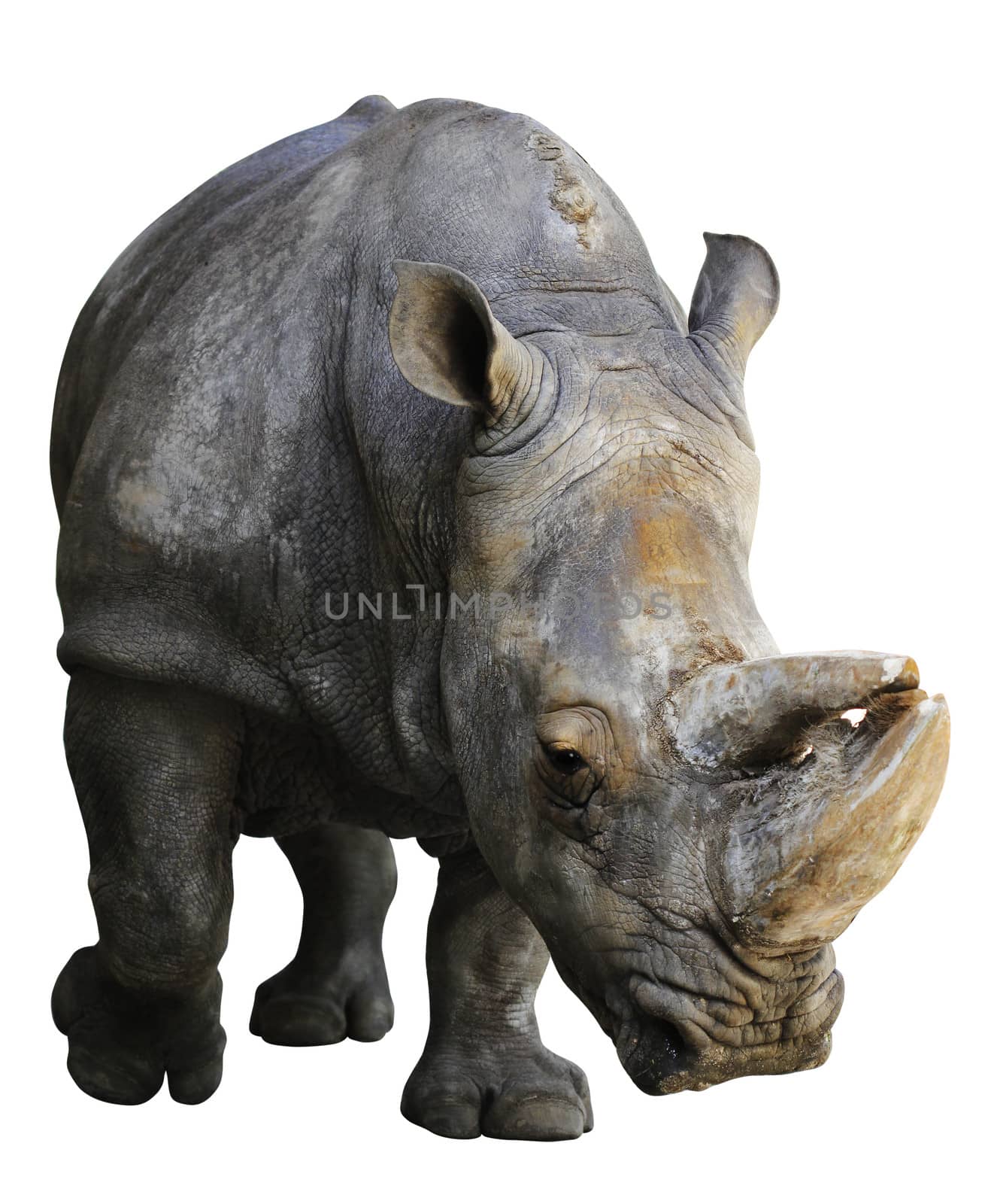 Rhino isolated over white