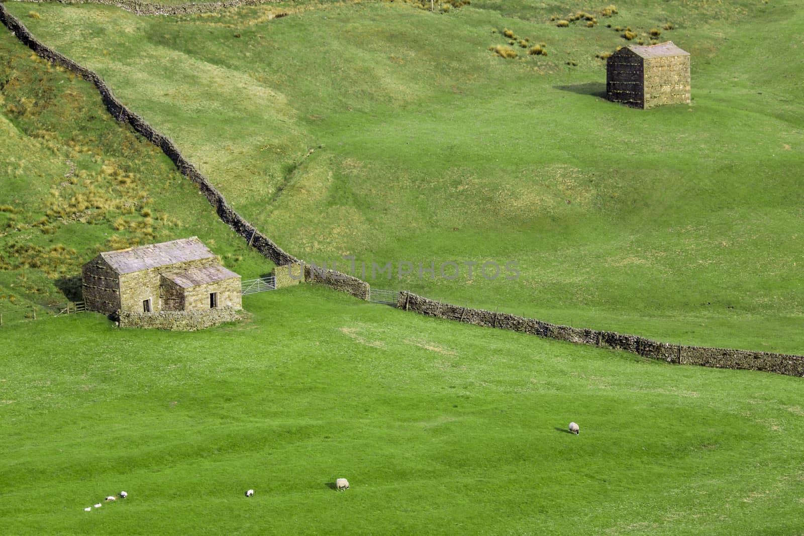 Traditional sheep farm in Scotland with green meadows and stone houses
