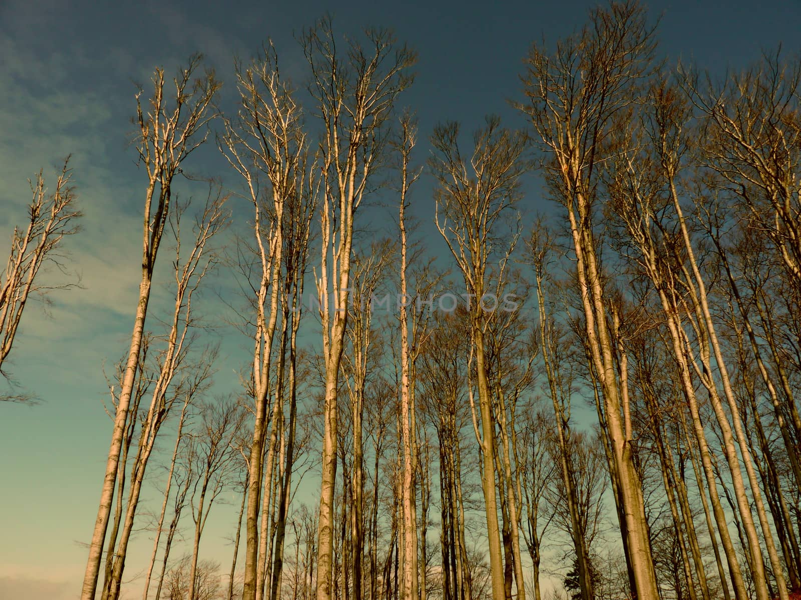 Forest of leafless tall poplar trees 