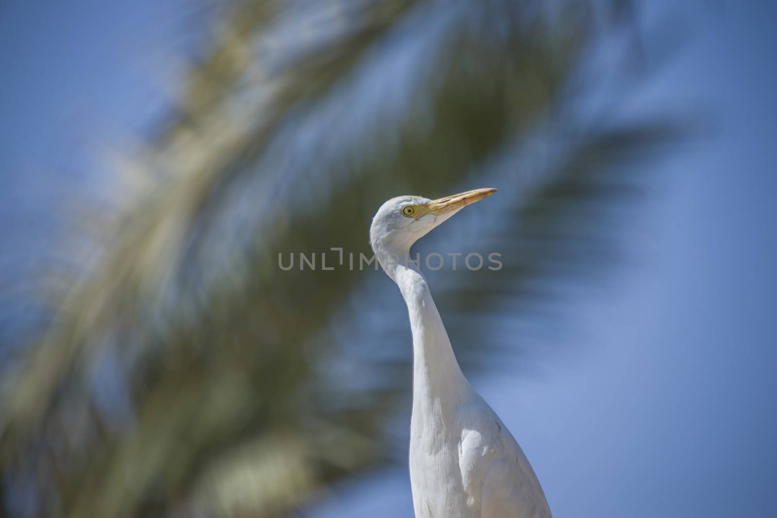 funny heron by steirus