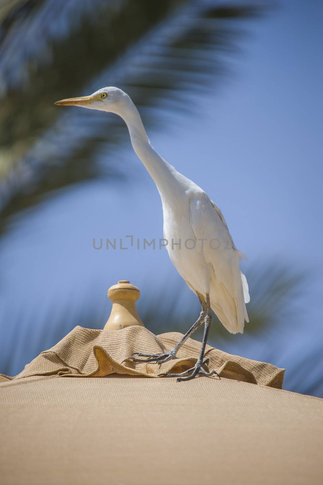 The Cattle Egret (Bubulcus ibis) is a cosmopolitan species of heron (family Ardeidae) found in the tropics, subtropics and warm temperate zones. The picture is shot in April 2013 while we were on holiday in Egypt, Sharm el Sheik.