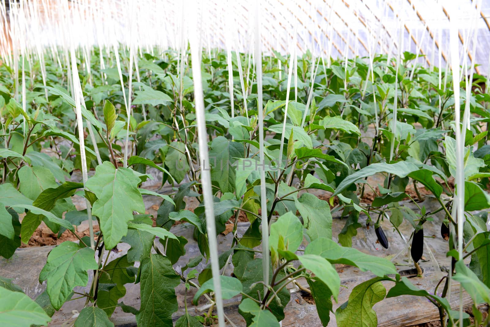 Eggplant growing in a greenhouse