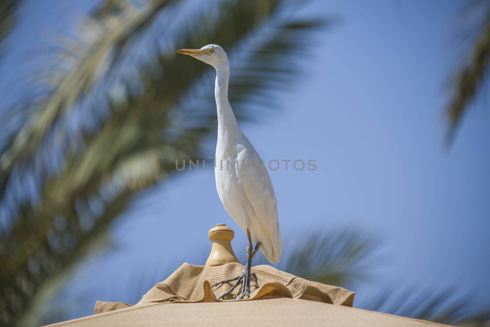 The Cattle Egret (Bubulcus ibis) is a cosmopolitan species of heron (family Ardeidae) found in the tropics, subtropics and warm temperate zones. The picture is shot in April 2013 while we were on holiday in Egypt, Sharm el Sheik.