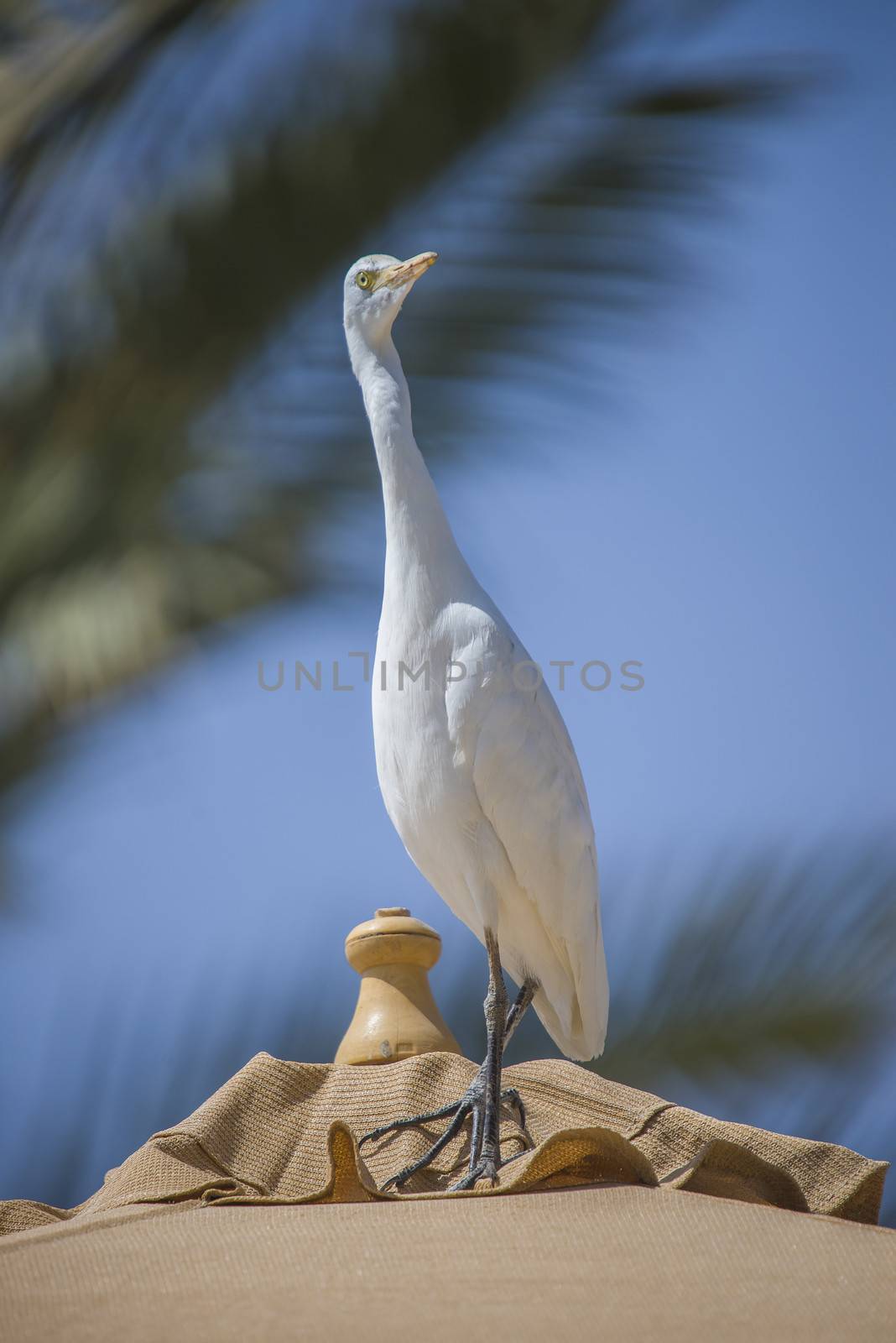 The Cattle Egret (Bubulcus ibis) is a cosmopolitan species of heron (family Ardeidae) found in the tropics, subtropics and warm temperate zones. The picture is shot in April 2013 while we were on holiday in Egypt, Sharm el Sheik.