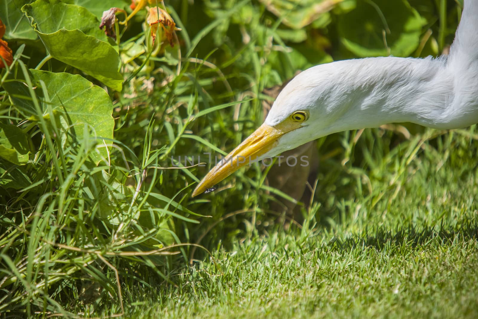 funny heron by steirus