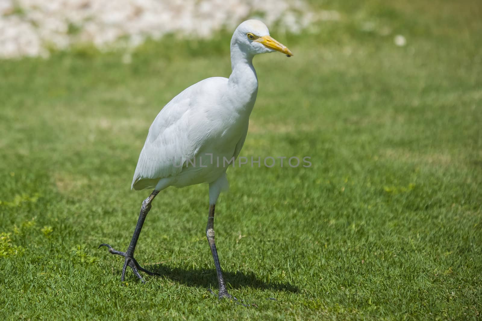 funny heron by steirus