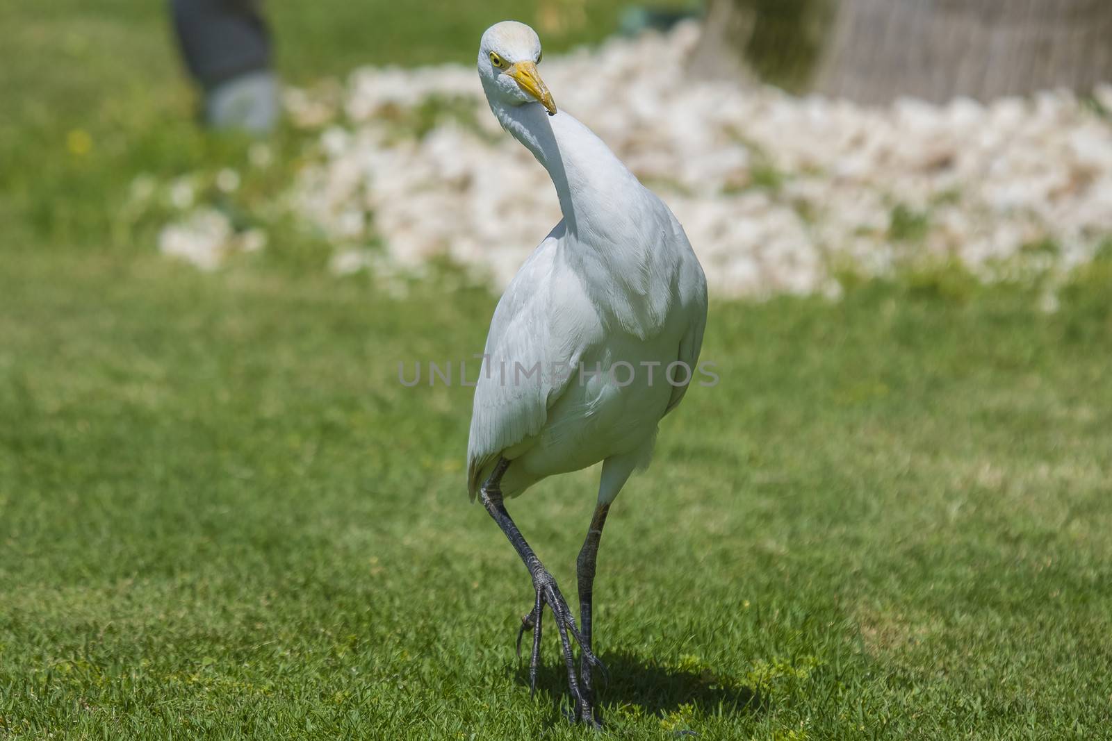 funny heron by steirus