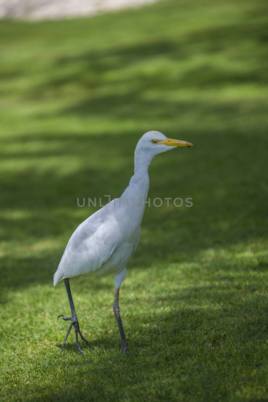 funny heron by steirus