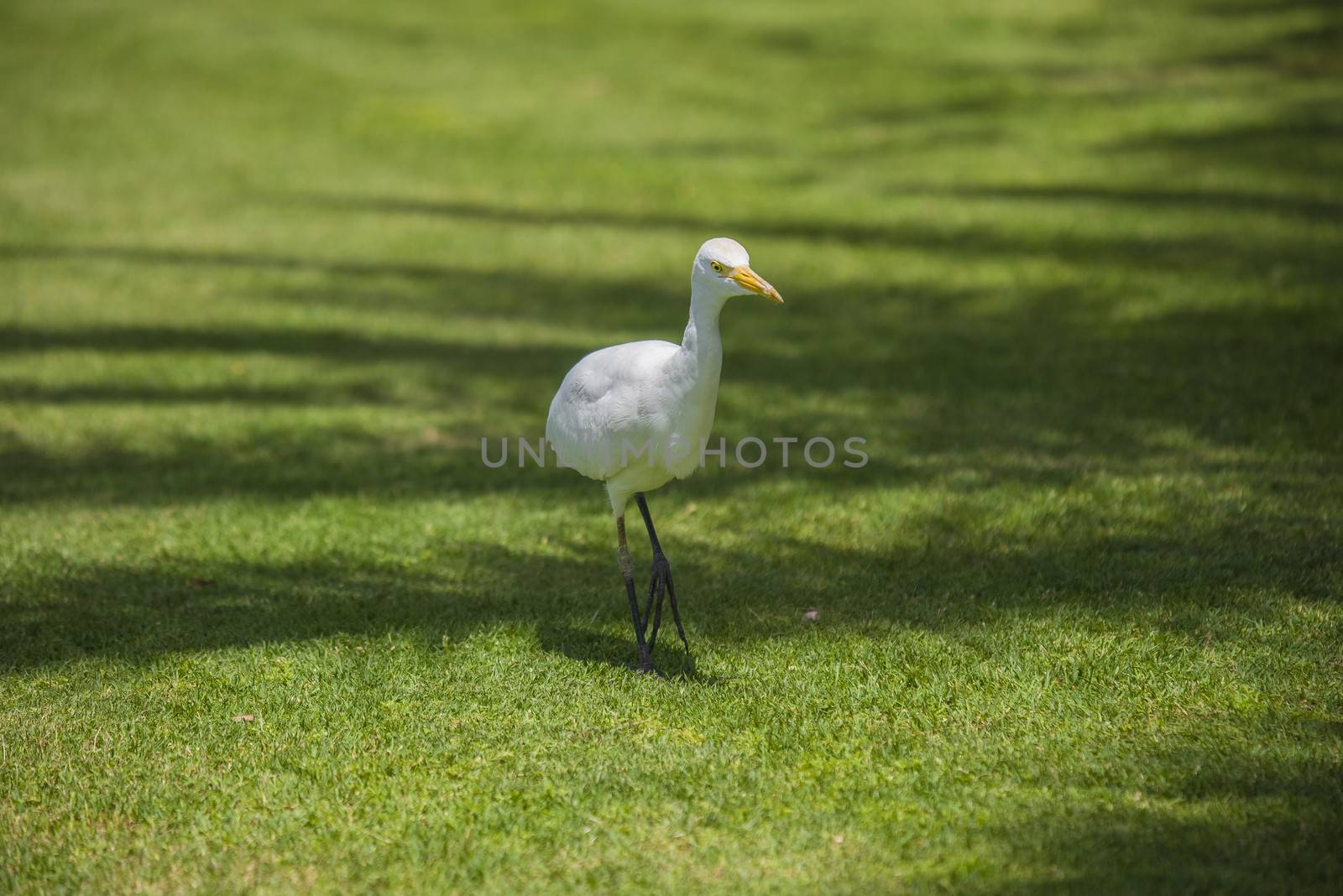 funny heron by steirus