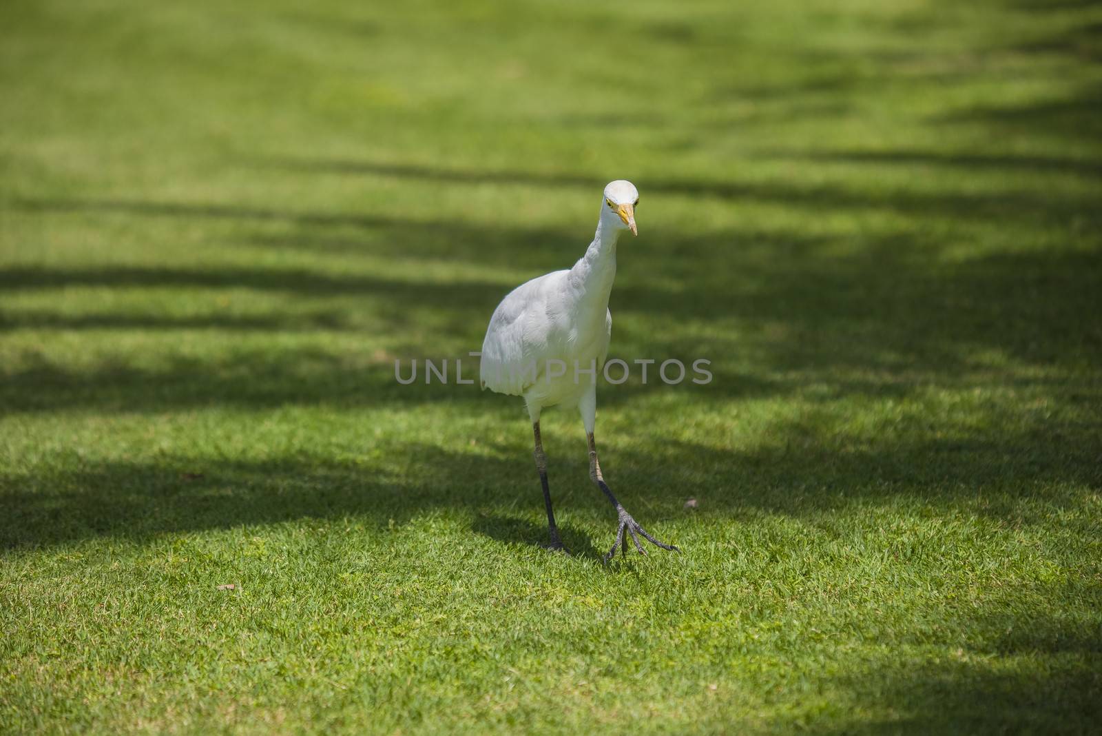 funny heron by steirus