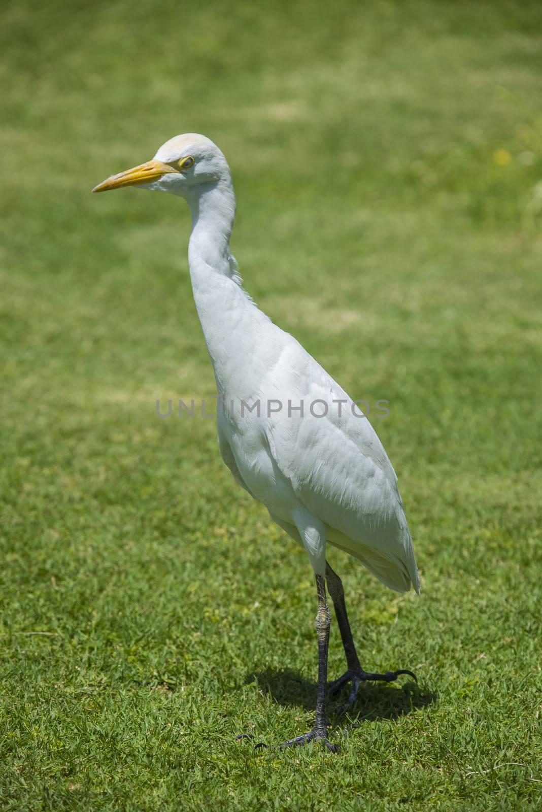 funny heron by steirus