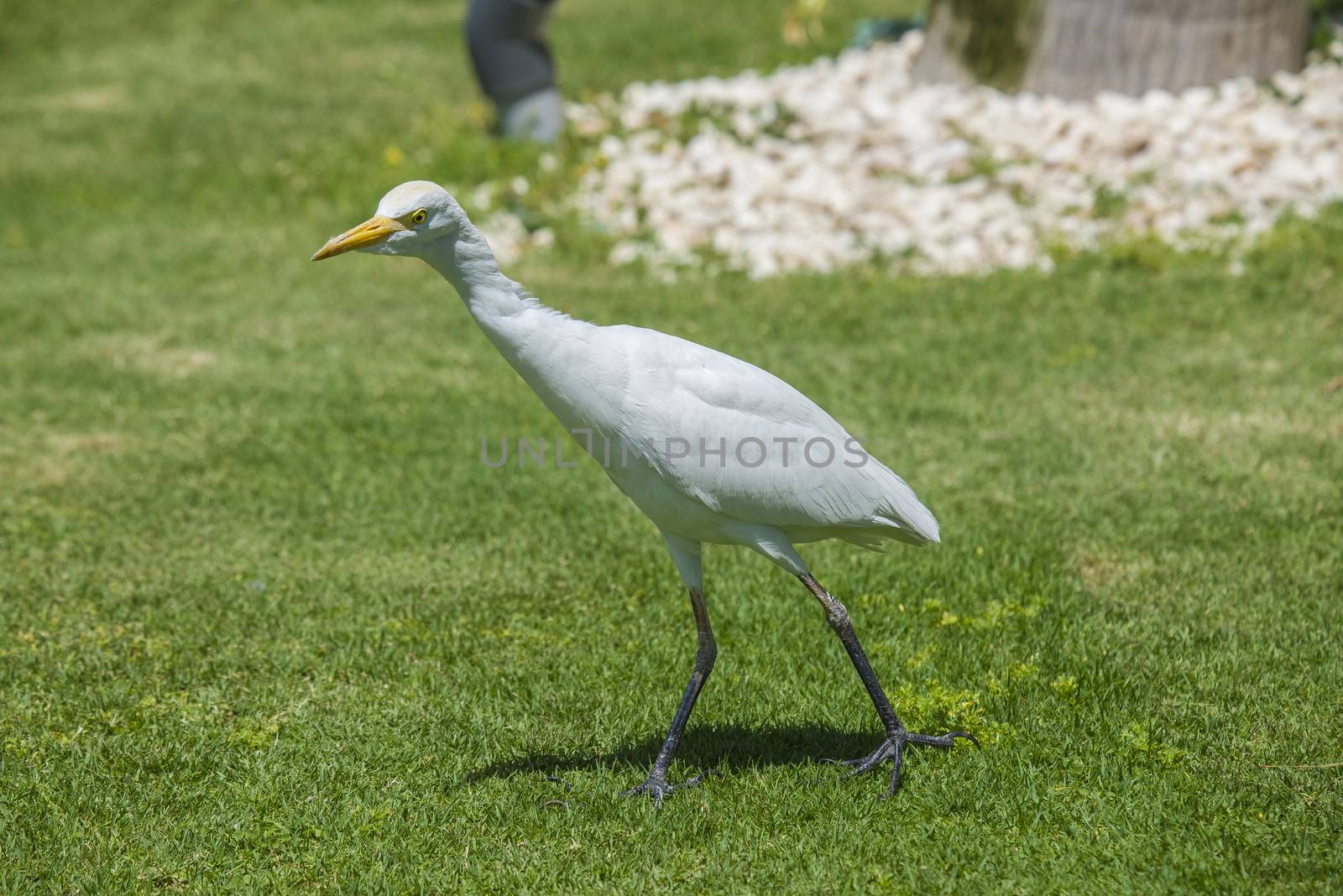 funny heron by steirus