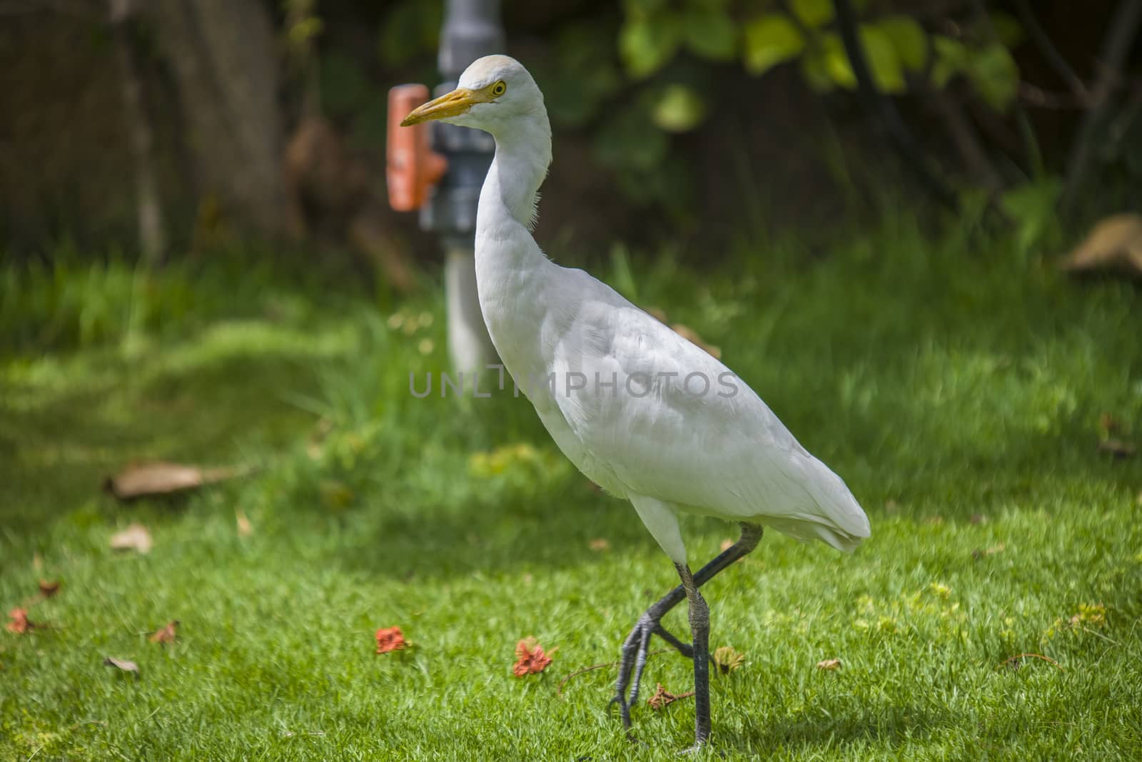 The Cattle Egret (Bubulcus ibis) is a cosmopolitan species of heron (family Ardeidae) found in the tropics, subtropics and warm temperate zones. The picture is shot in April 2013 while we were on holiday in Egypt, Sharm el Sheik.