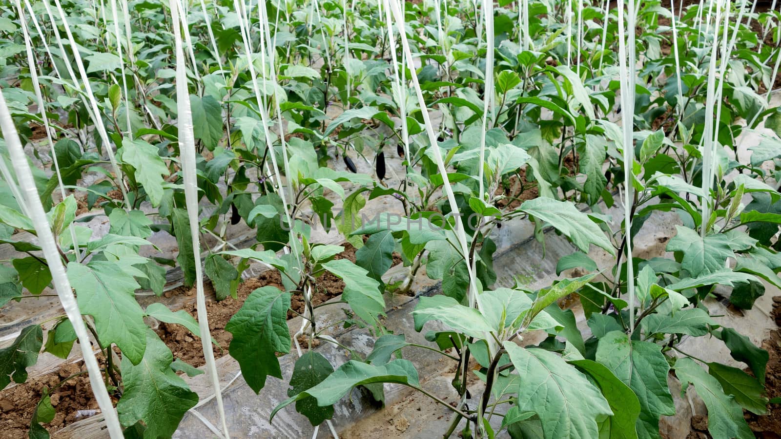 Eggplant growing in a greenhouse