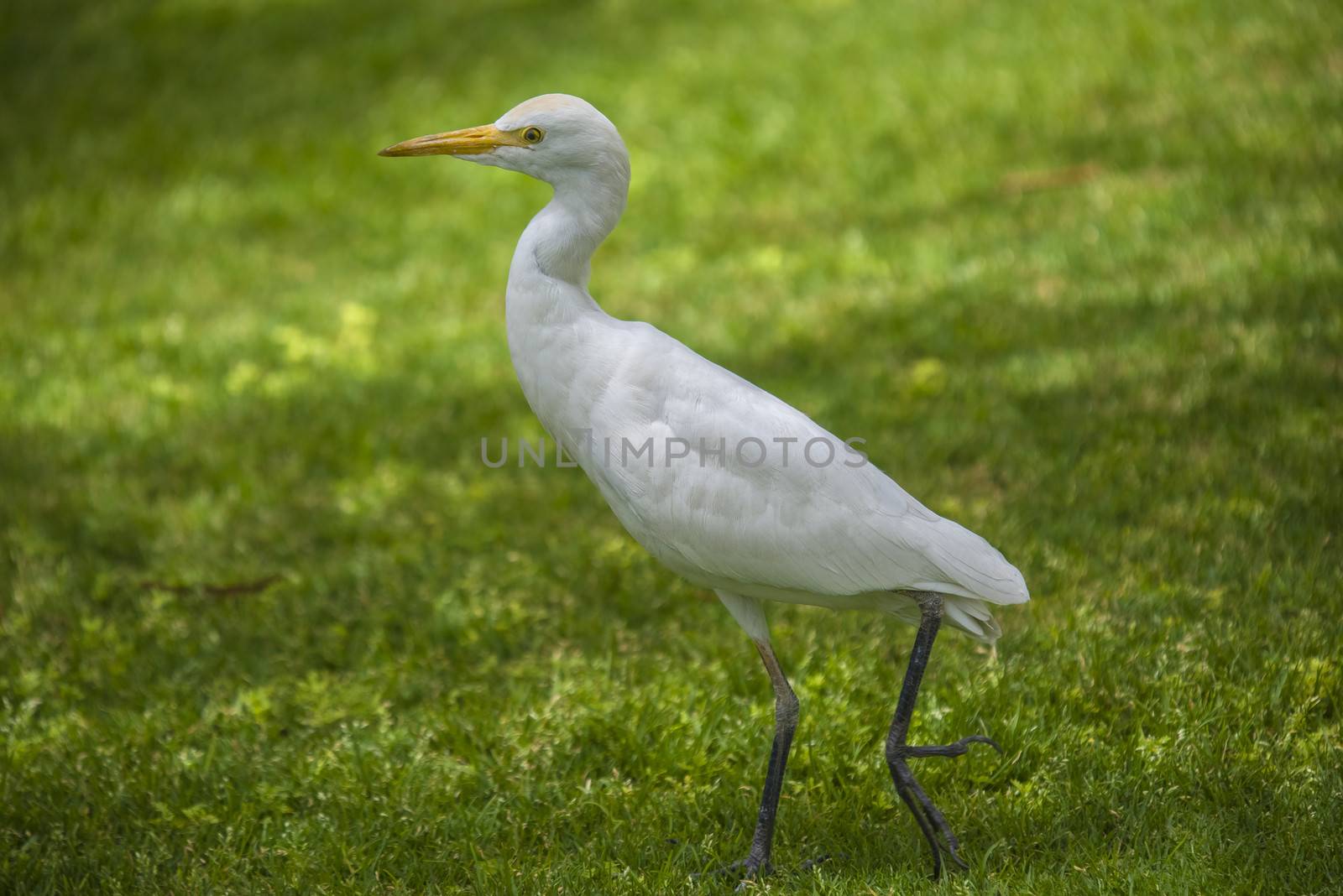 funny heron by steirus