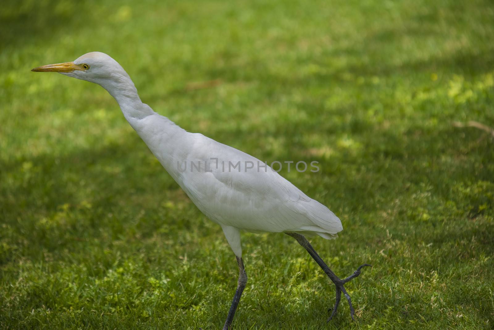 funny heron by steirus