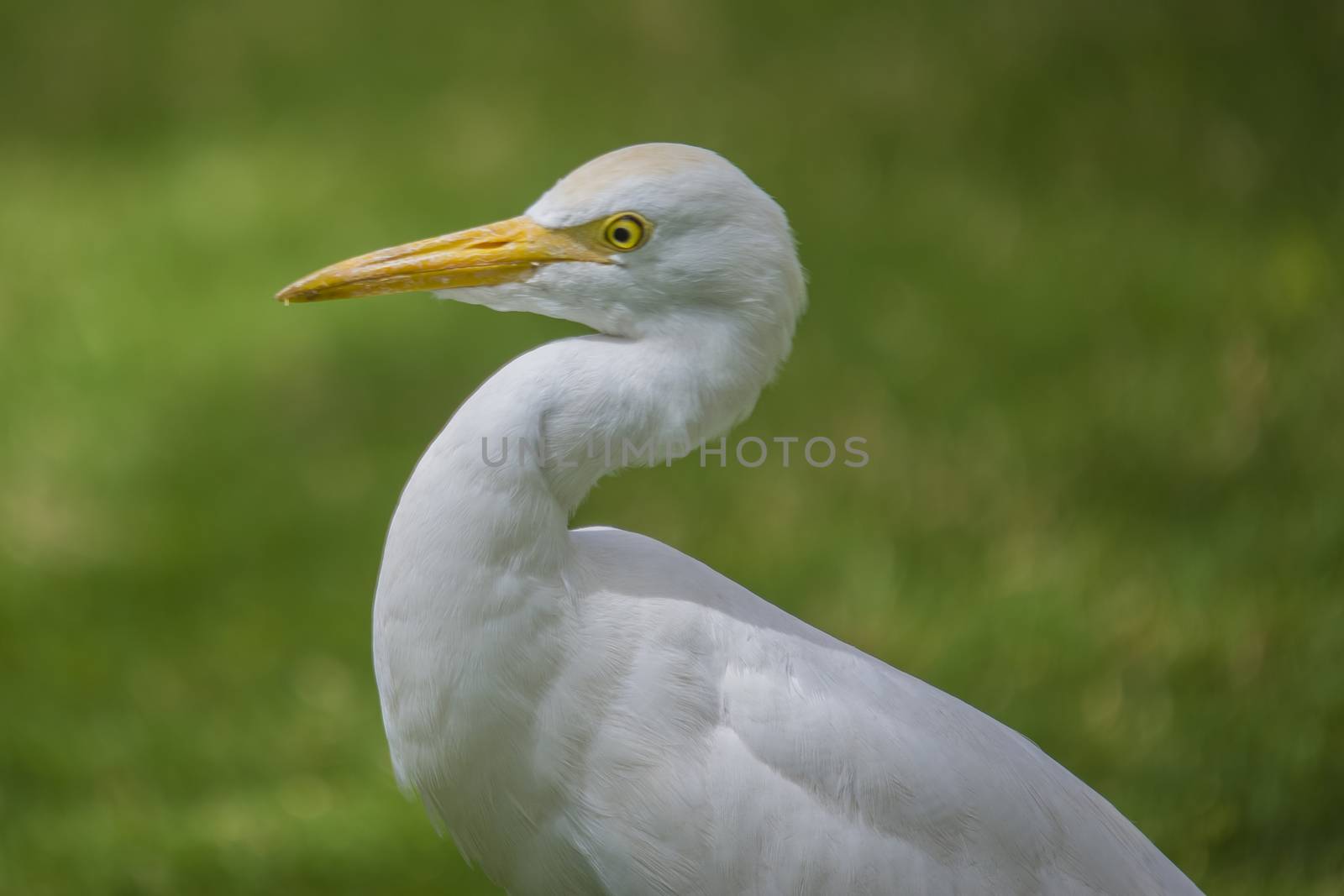 funny heron by steirus