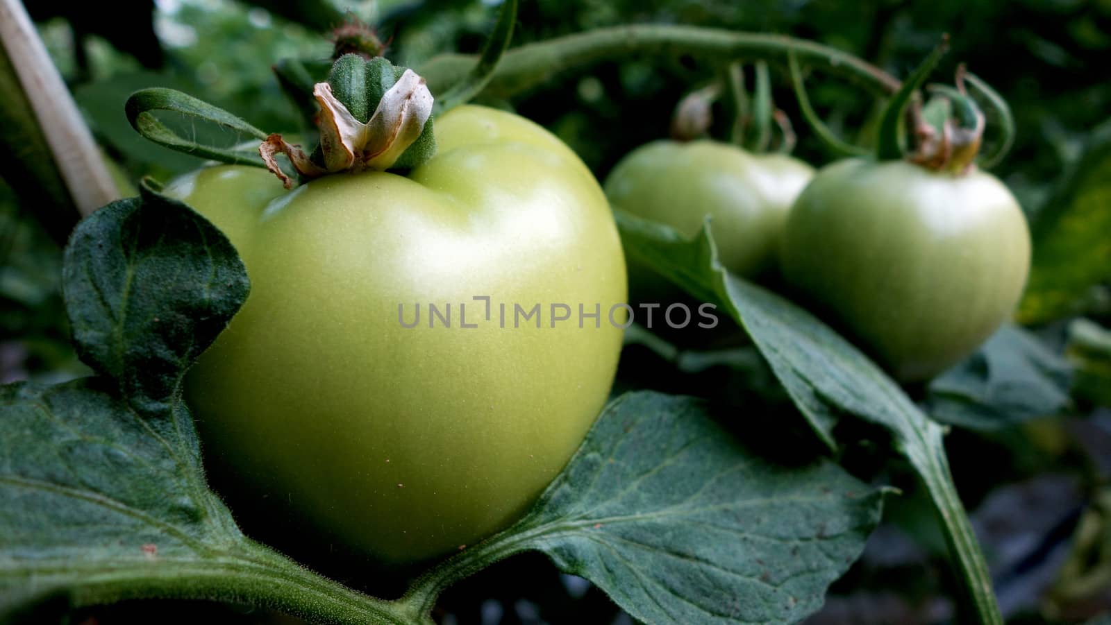 Green tomato growing in a greenhouse