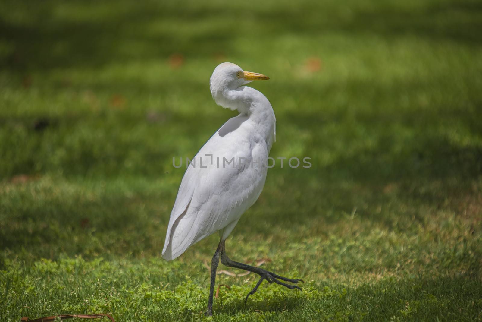 funny heron by steirus